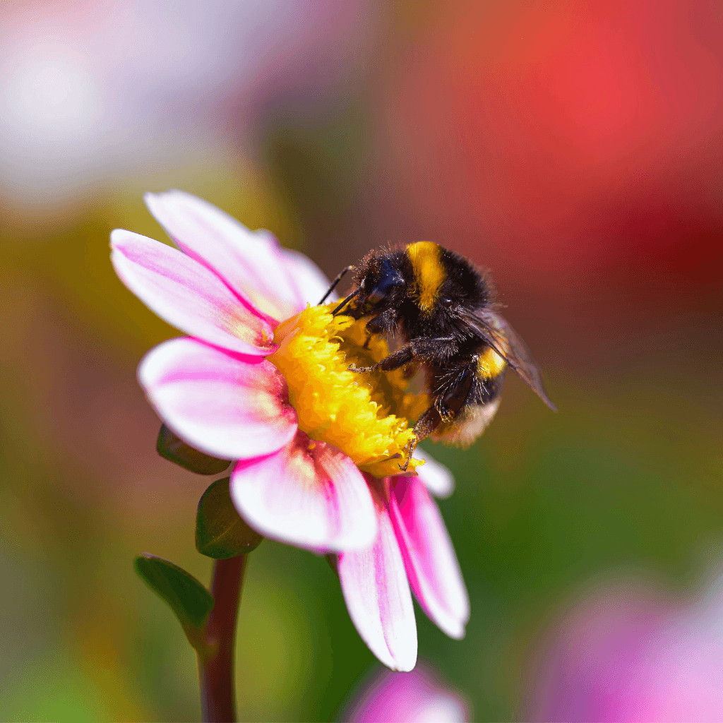 Bumblebee on a pink flower