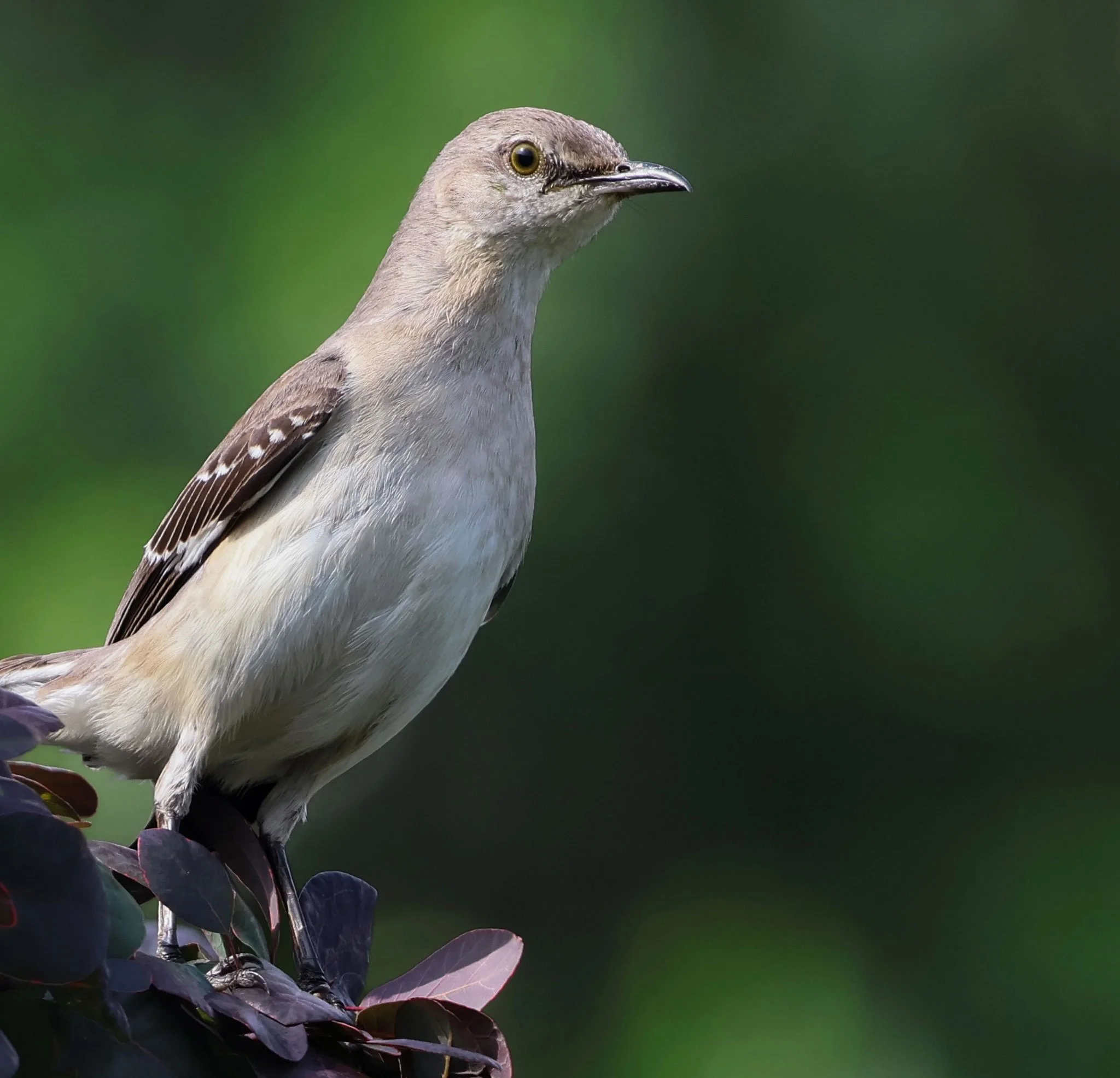 Northern Mockingbird
