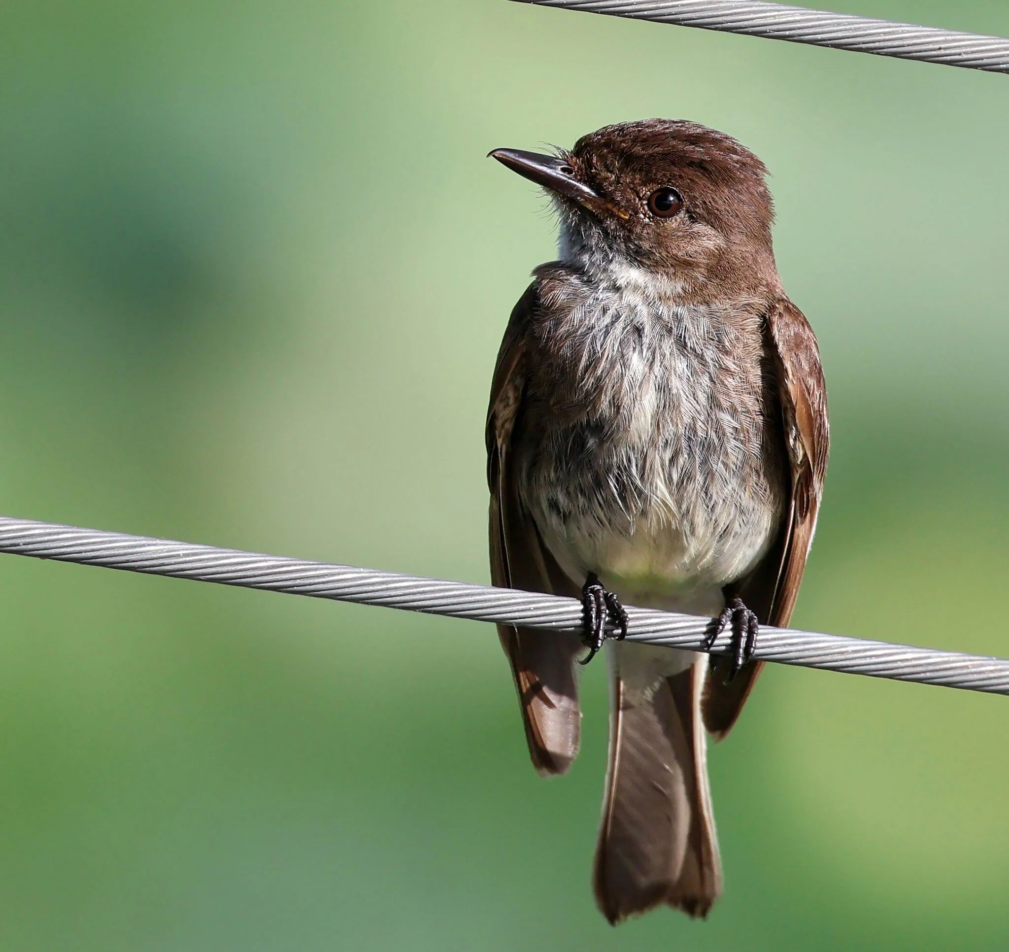Eastern Phoebe