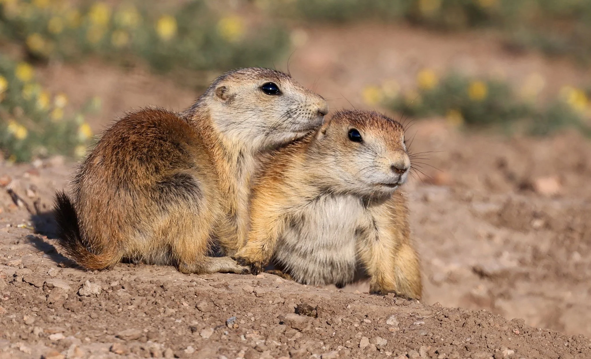 Black Tailed Prairie Dogs