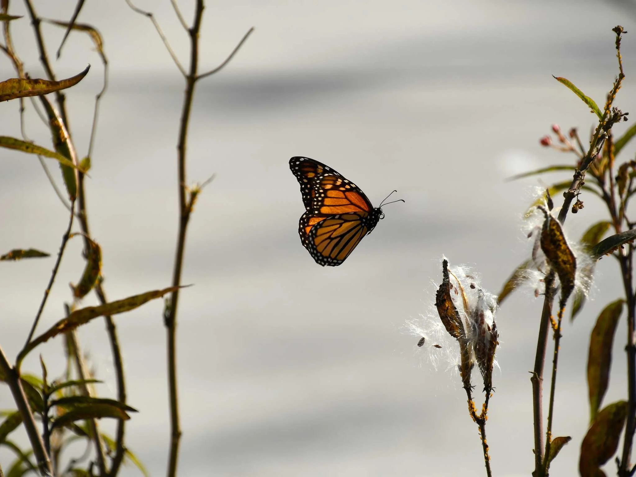 Photo of a Monarch butterfly in midflight