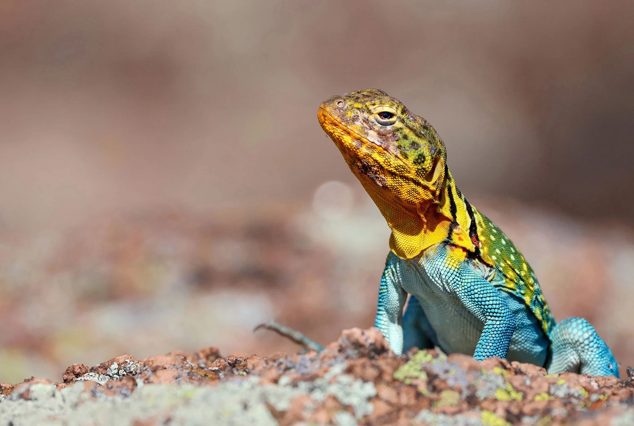 Eastern Collared Lizard