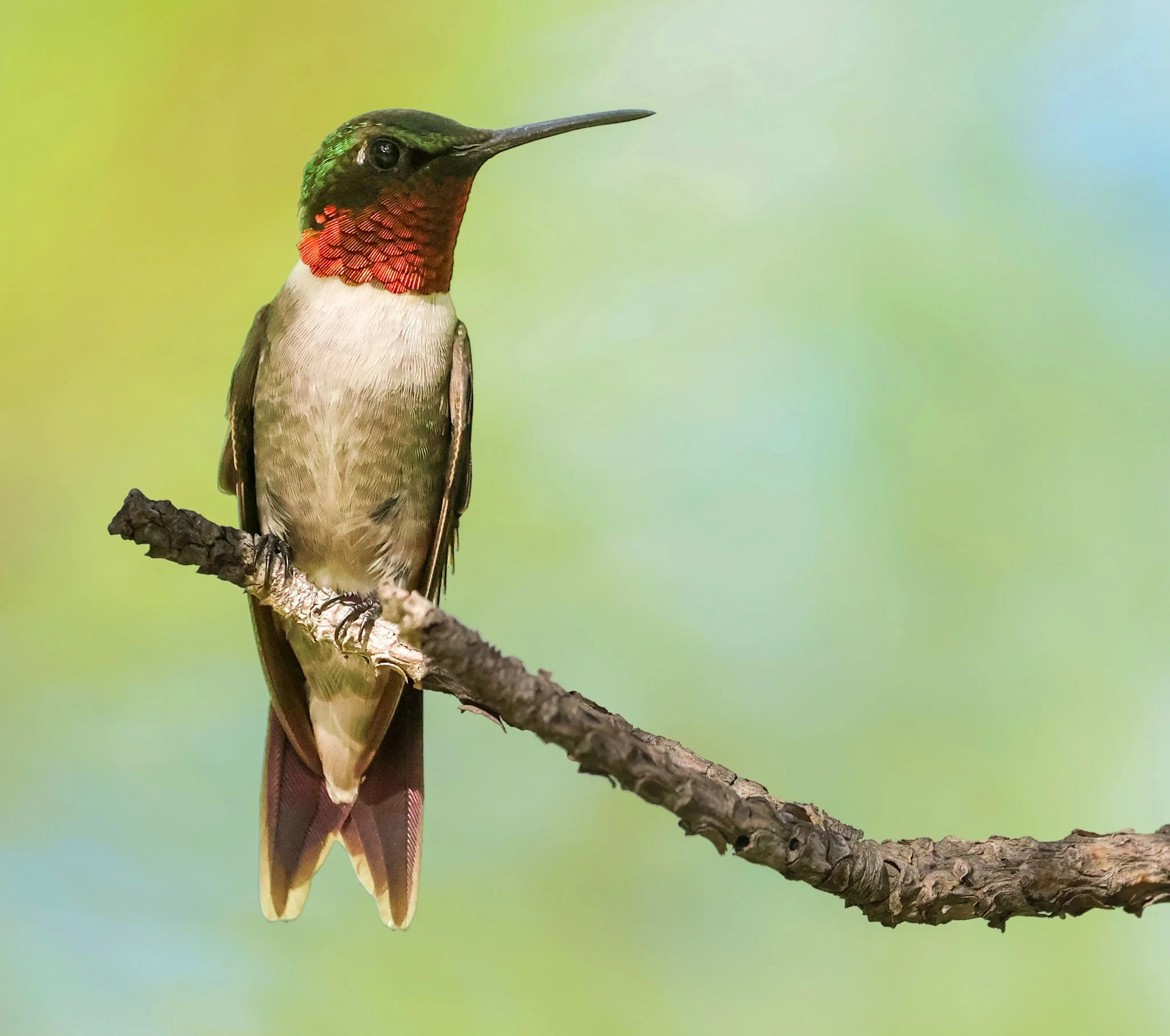 Ruby Throated Hummingbird