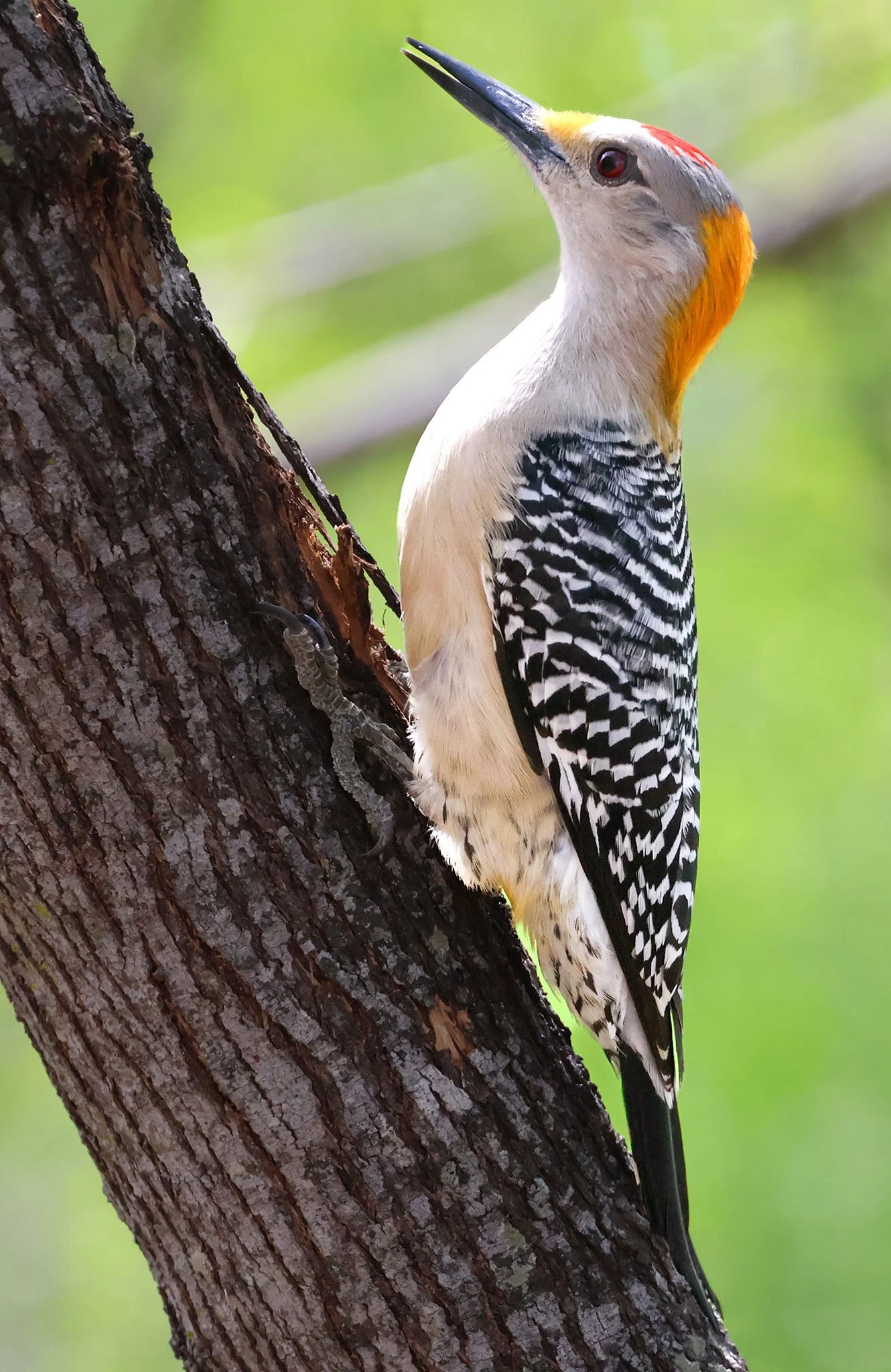 Golden Fronted Woodpecker
