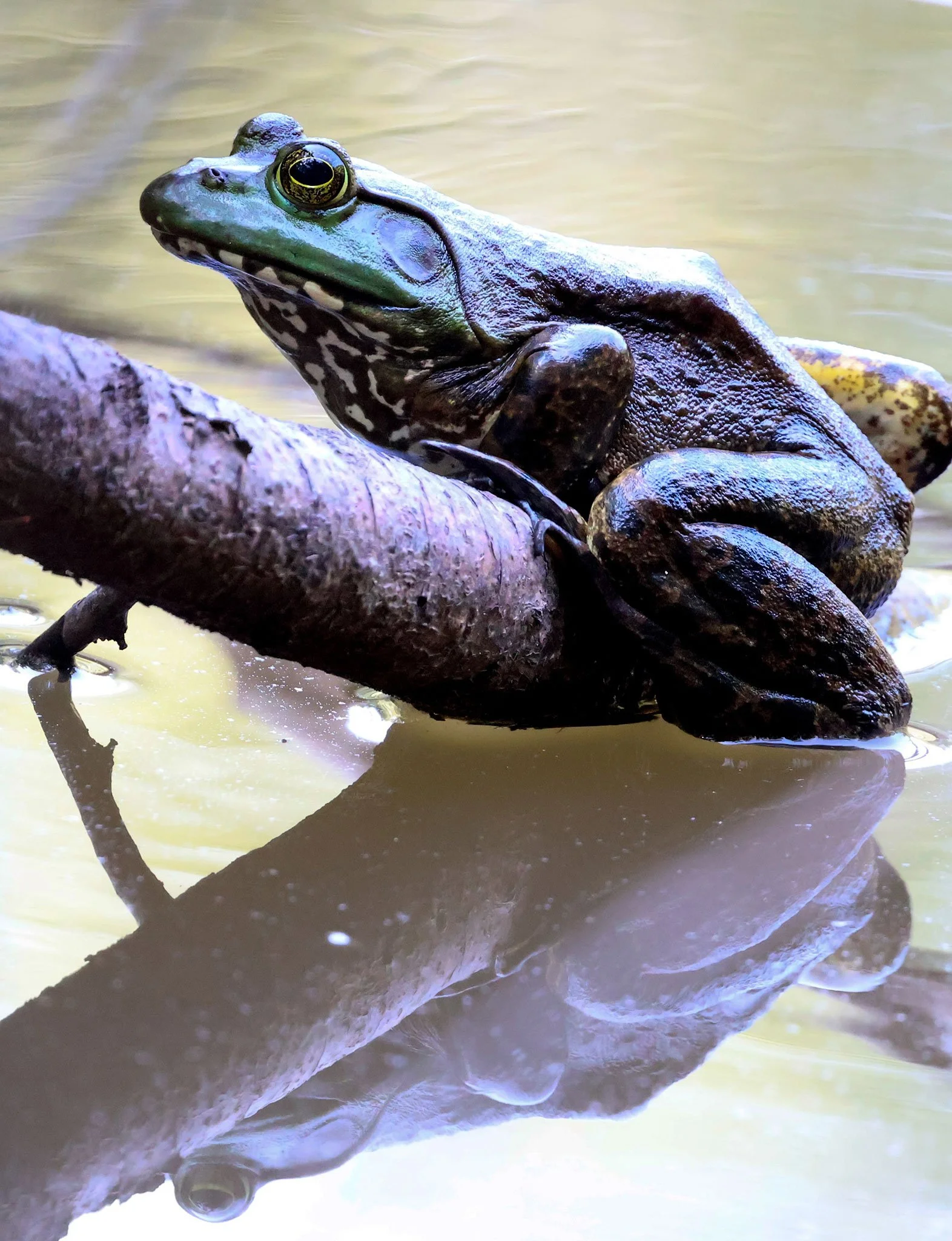 American Bullfrog