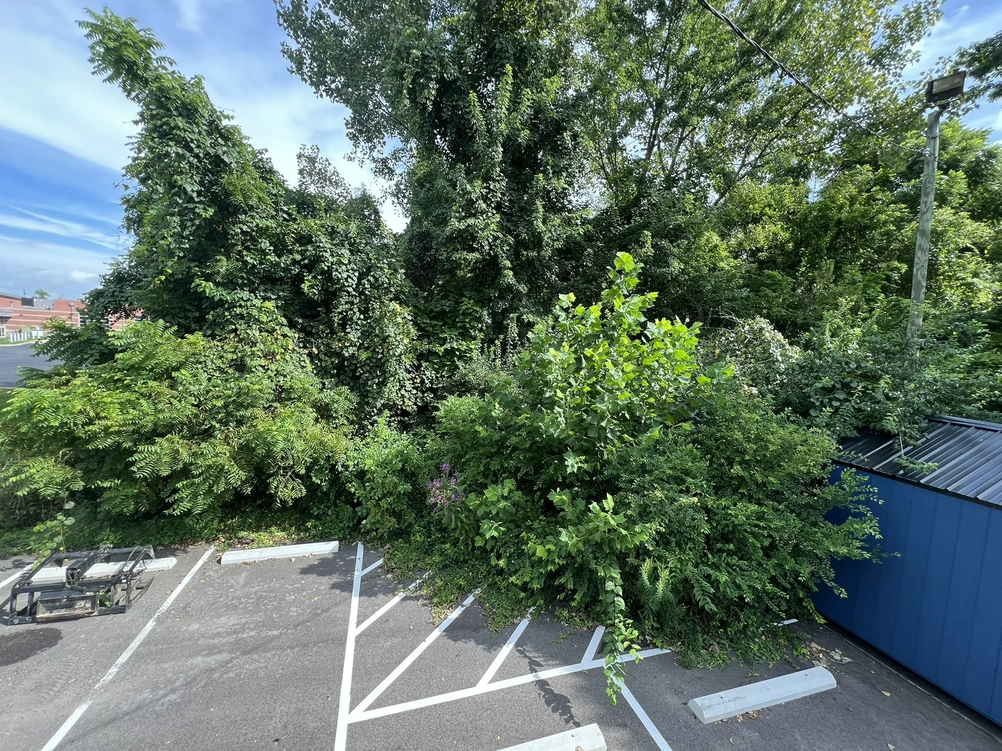 Dense overgrown honeysuckle and invasive brush before land clearing in Greater Cincinnati