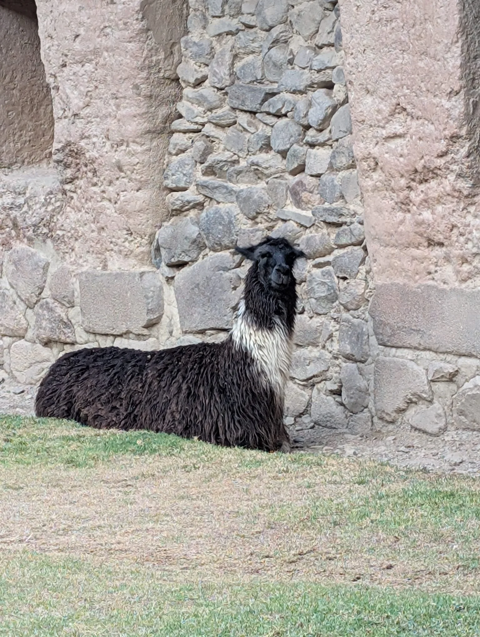 Llama.jpg