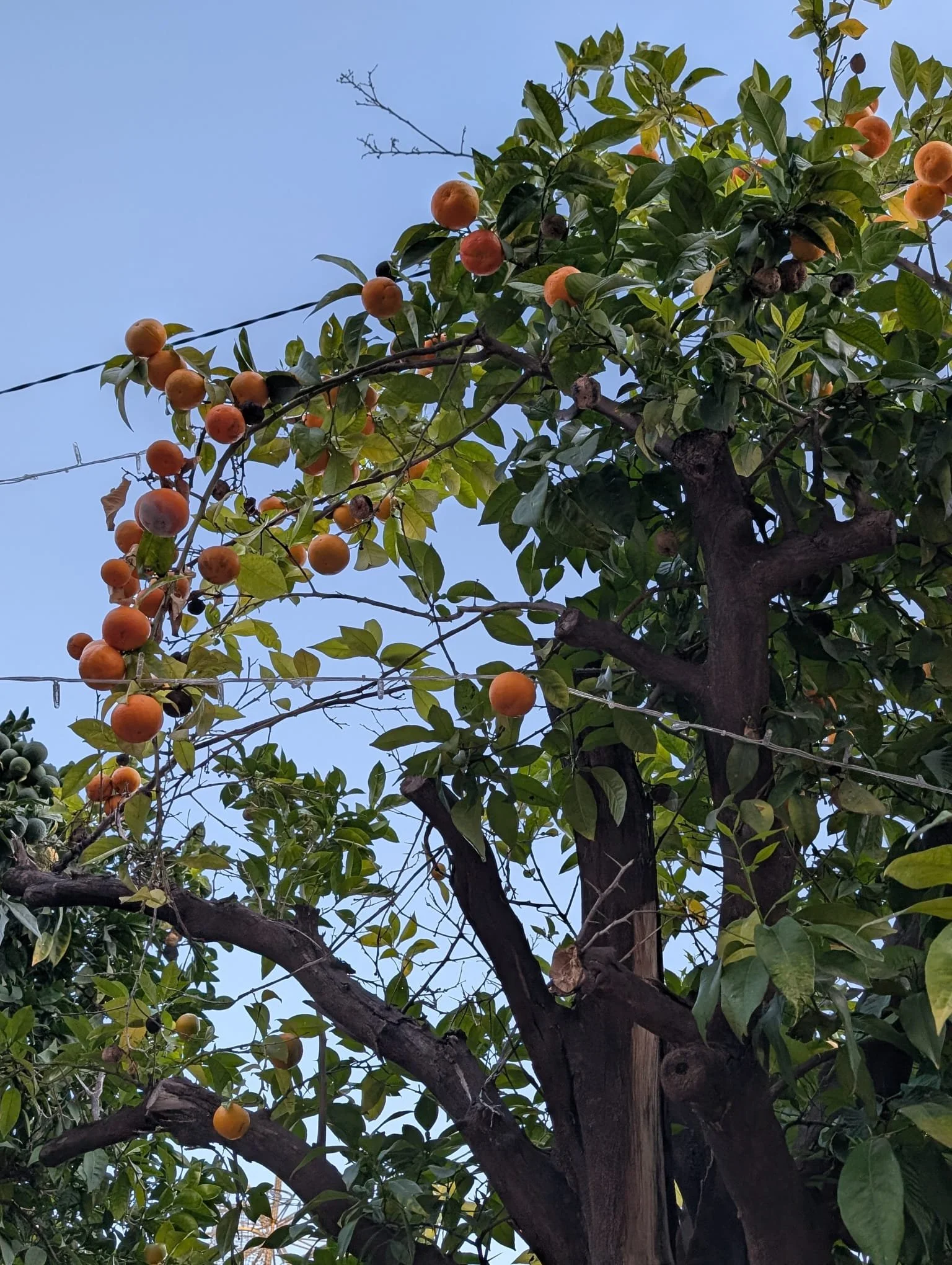 WhatsApp Image 2025-12-16 at 10.17.48 AM (1).jpeg