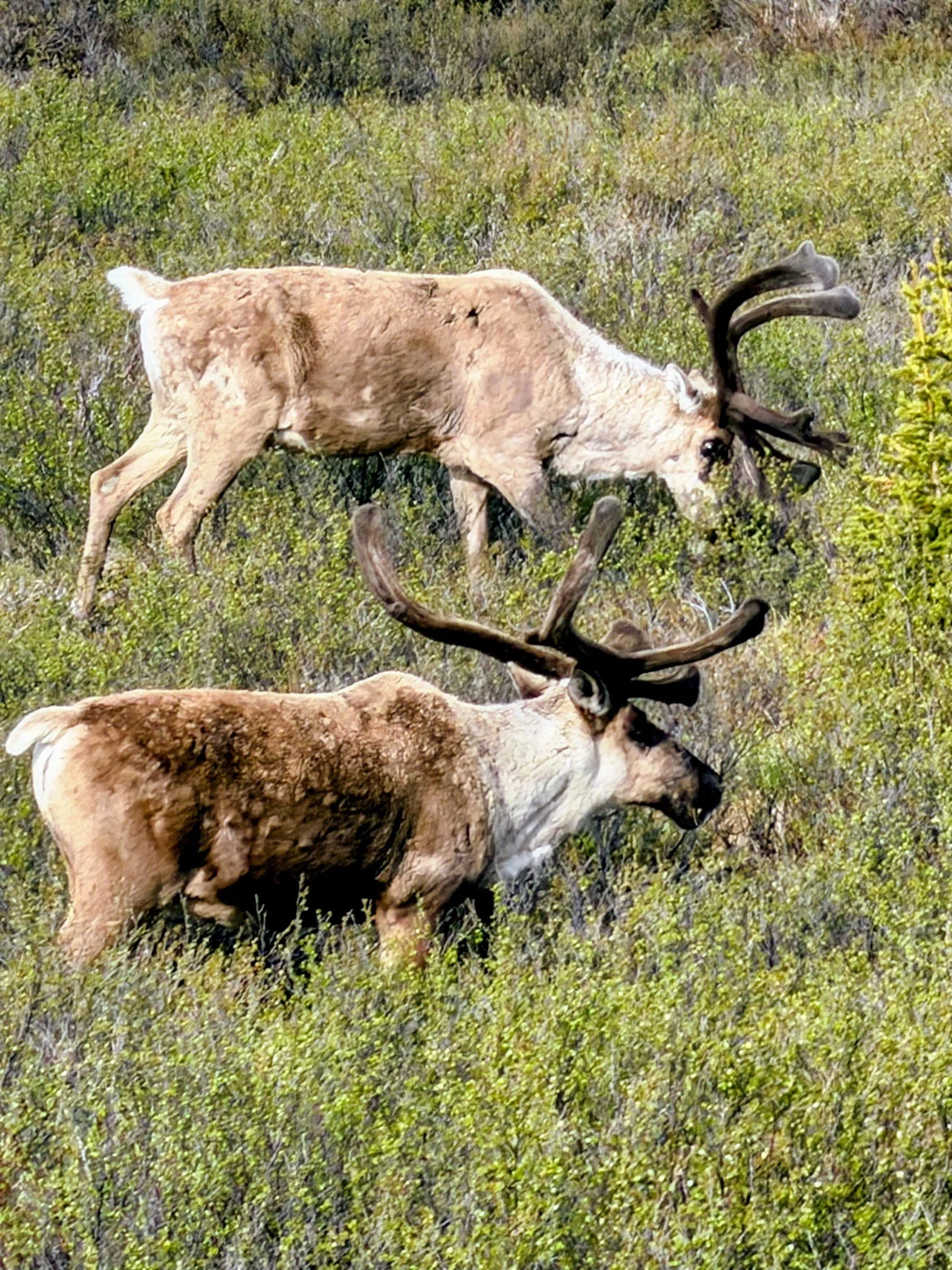 Denali National Park, Alaska