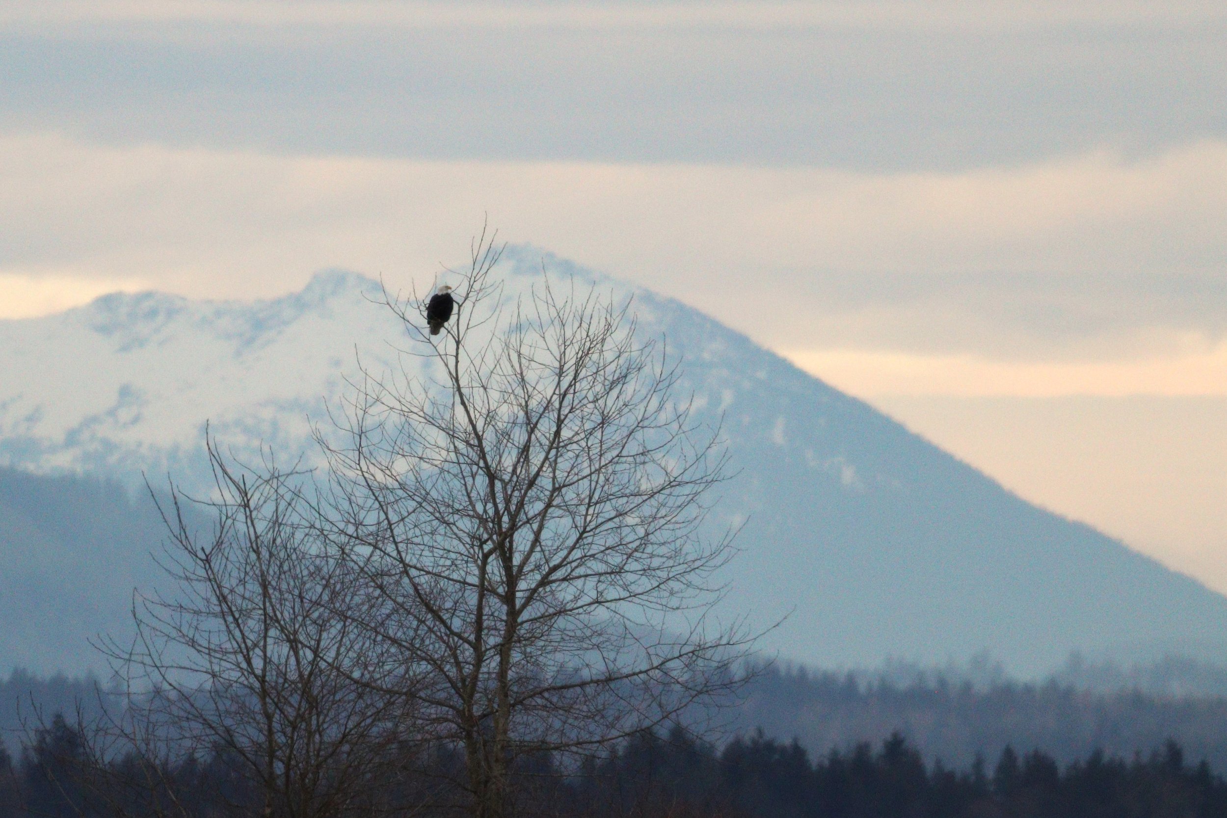 Bird Wise Observations—Birder Monique McClure