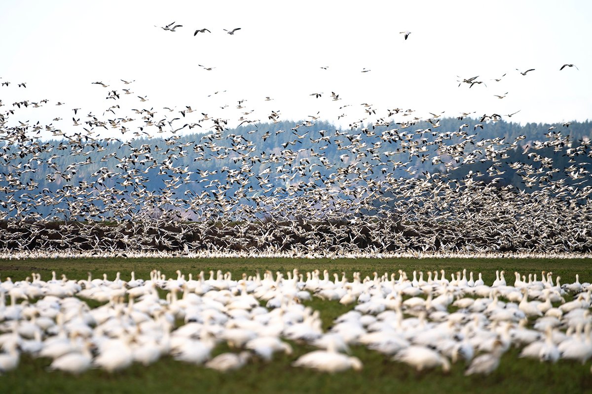 Wise Observations: Local Birder Colleen Shannon