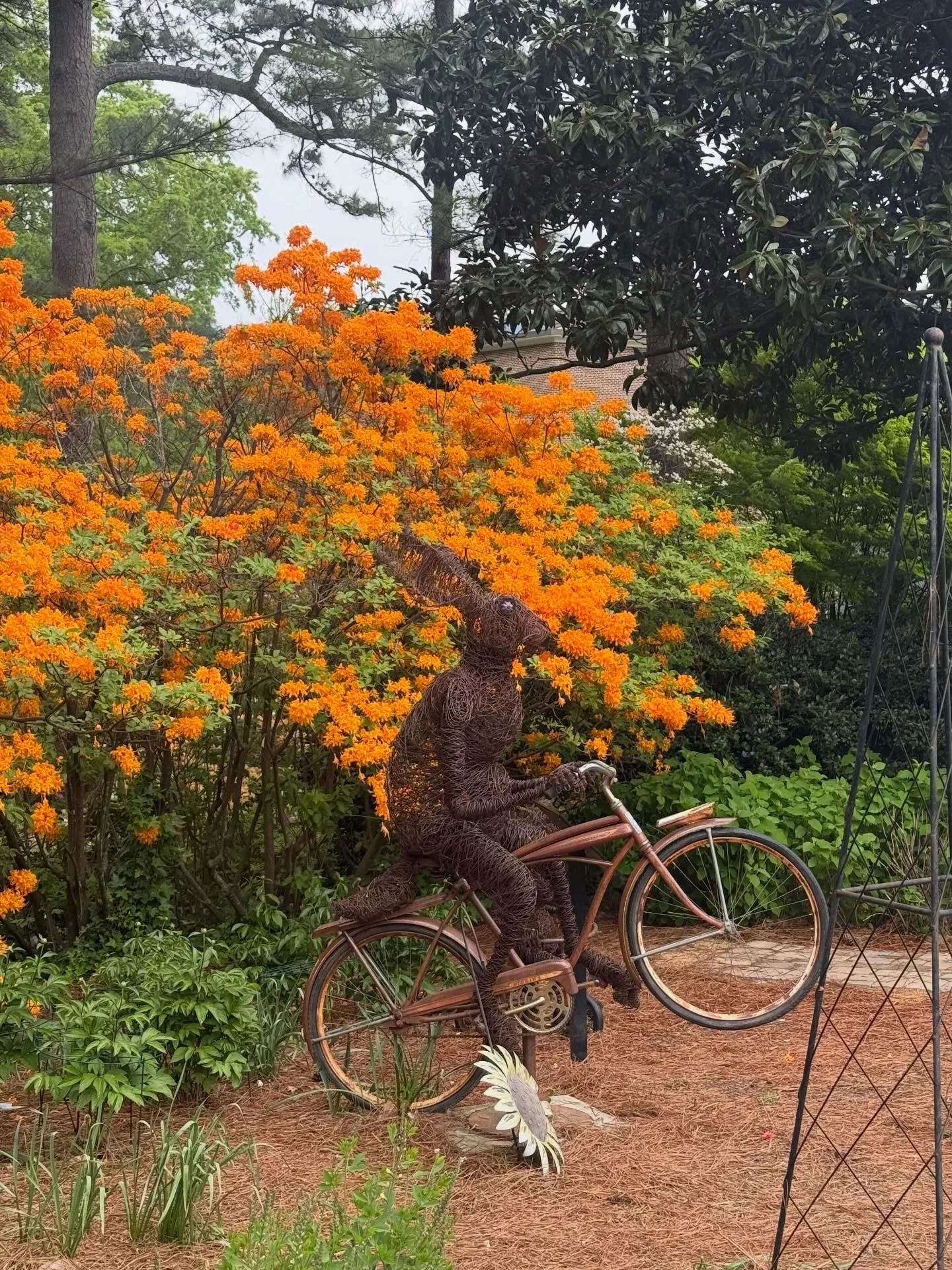 Love will always destroy darkness. 🌸✨ A Sunday walk, wire rabbits on bikes, and the most glorious orange azaleas I&rsquo;ve ever seen &mdash; grateful for art, beauty, and this little reminder that light wins. Wishing everyone peace and joy, however