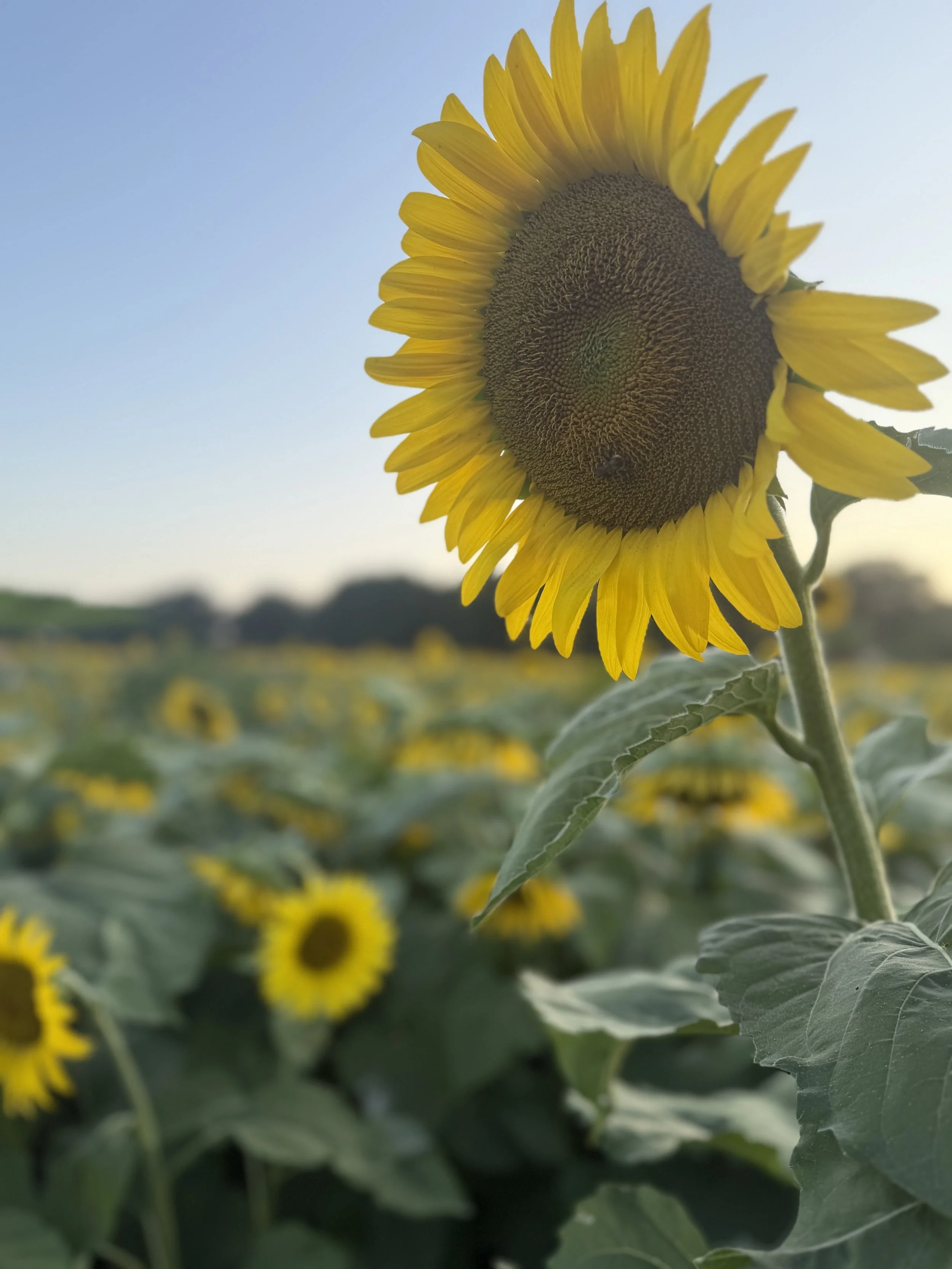 The Therapy Hamster Wheel