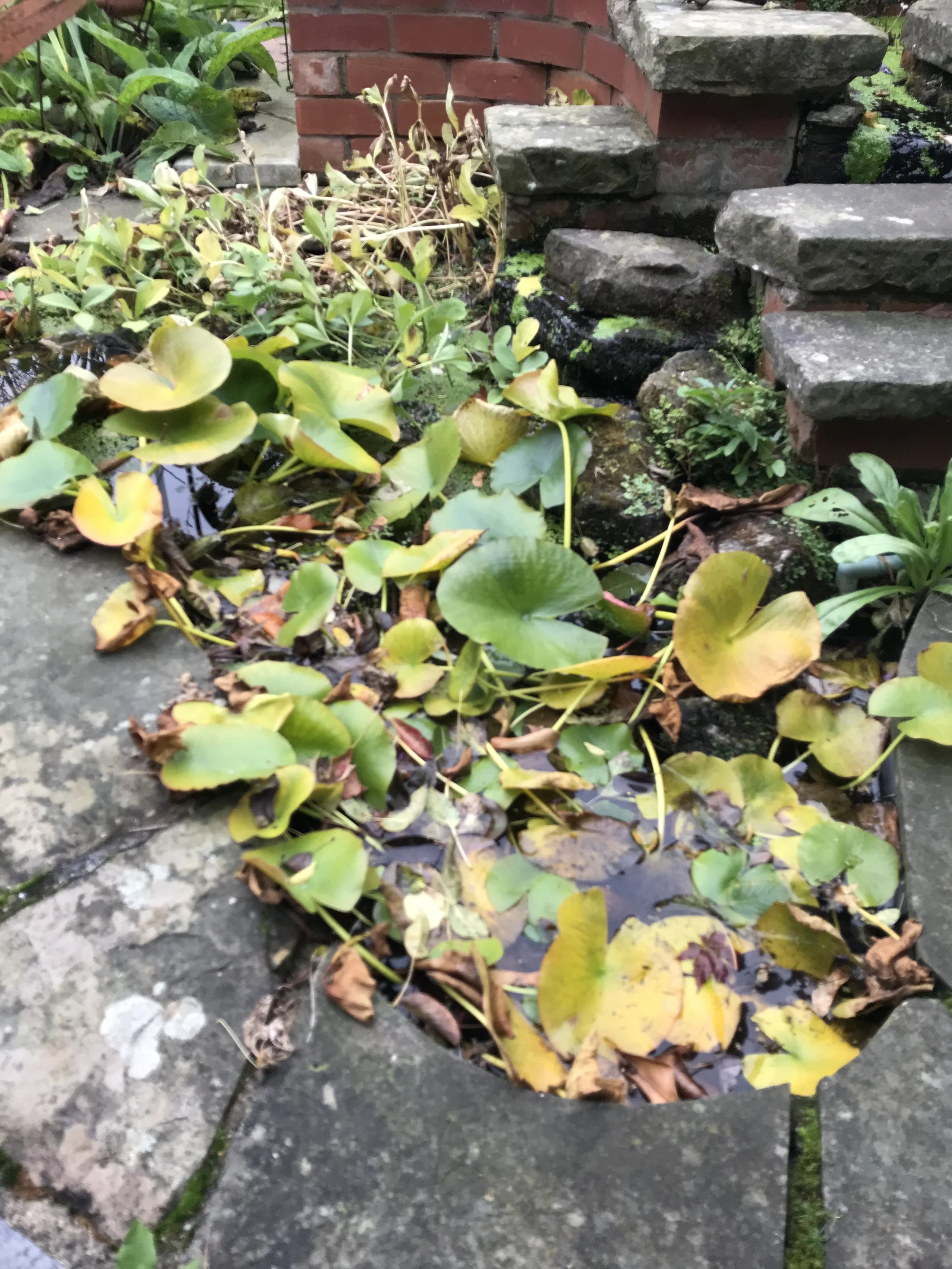 IMG_3800.jpeg