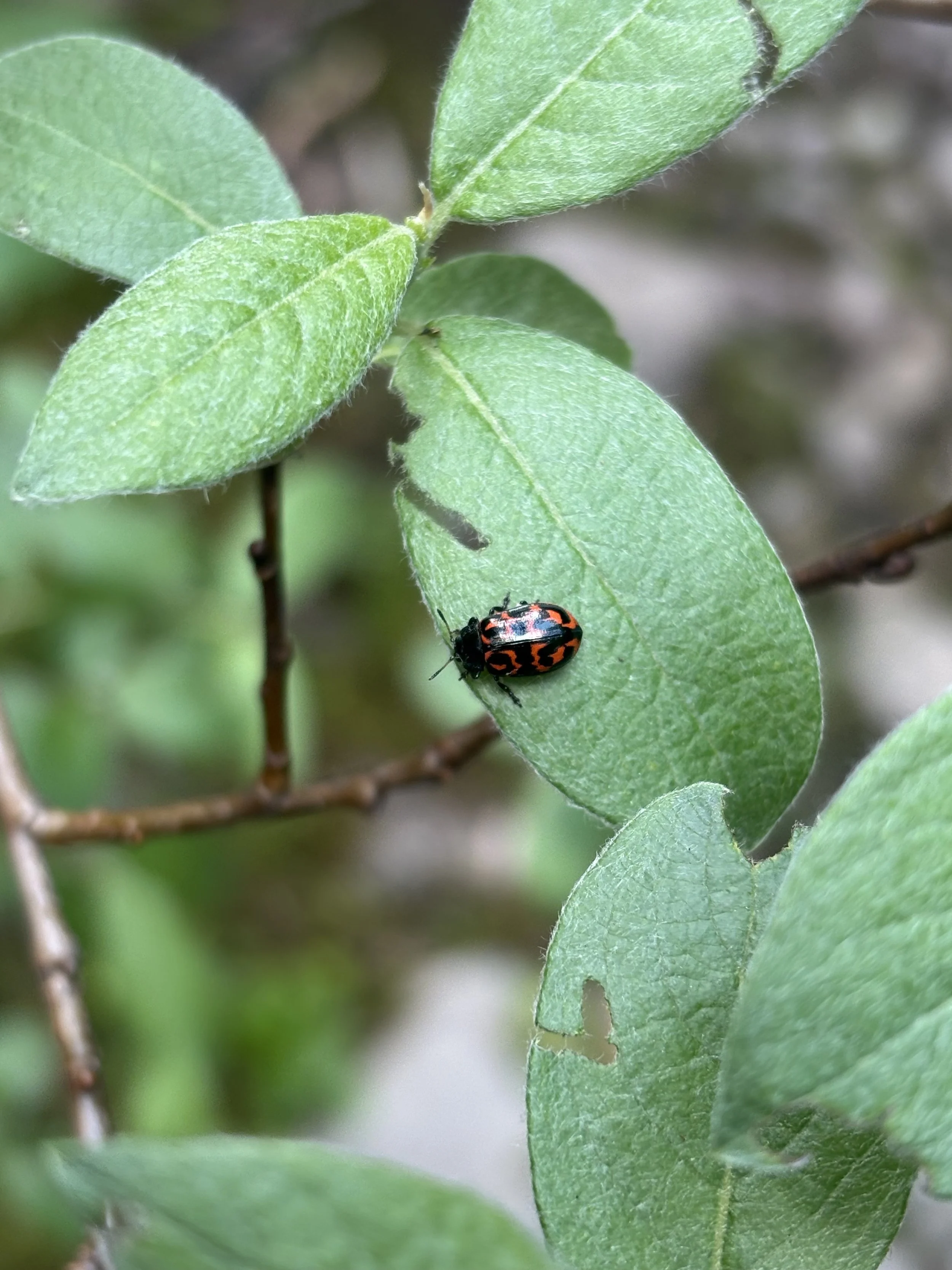 Beetle hunting in the rockies