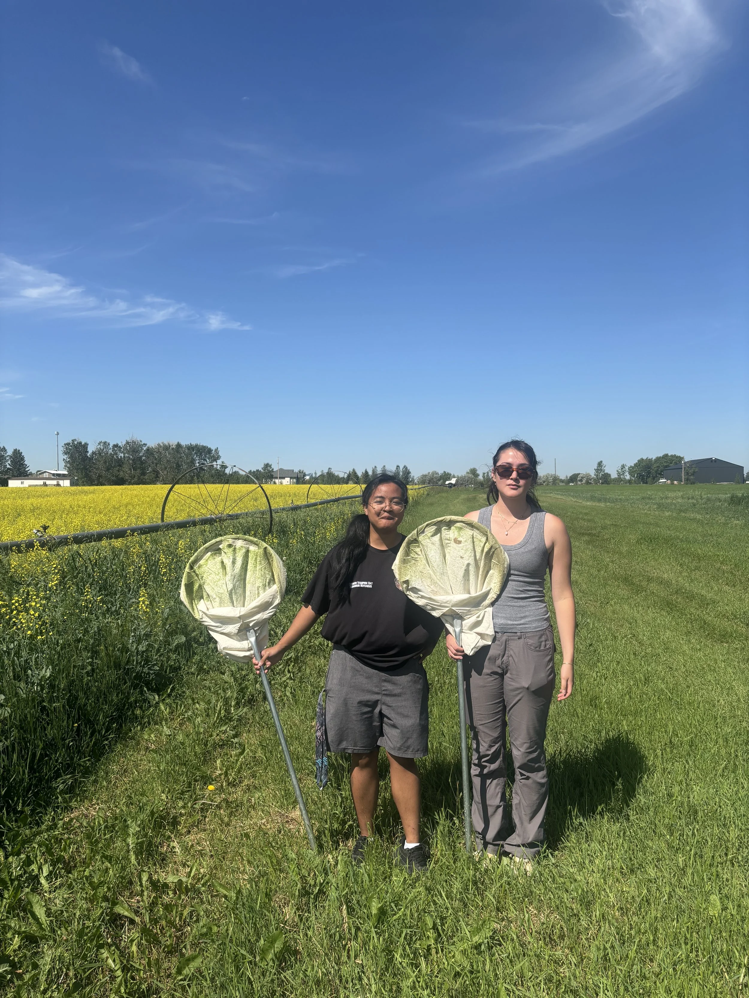 Flea beetle gothic