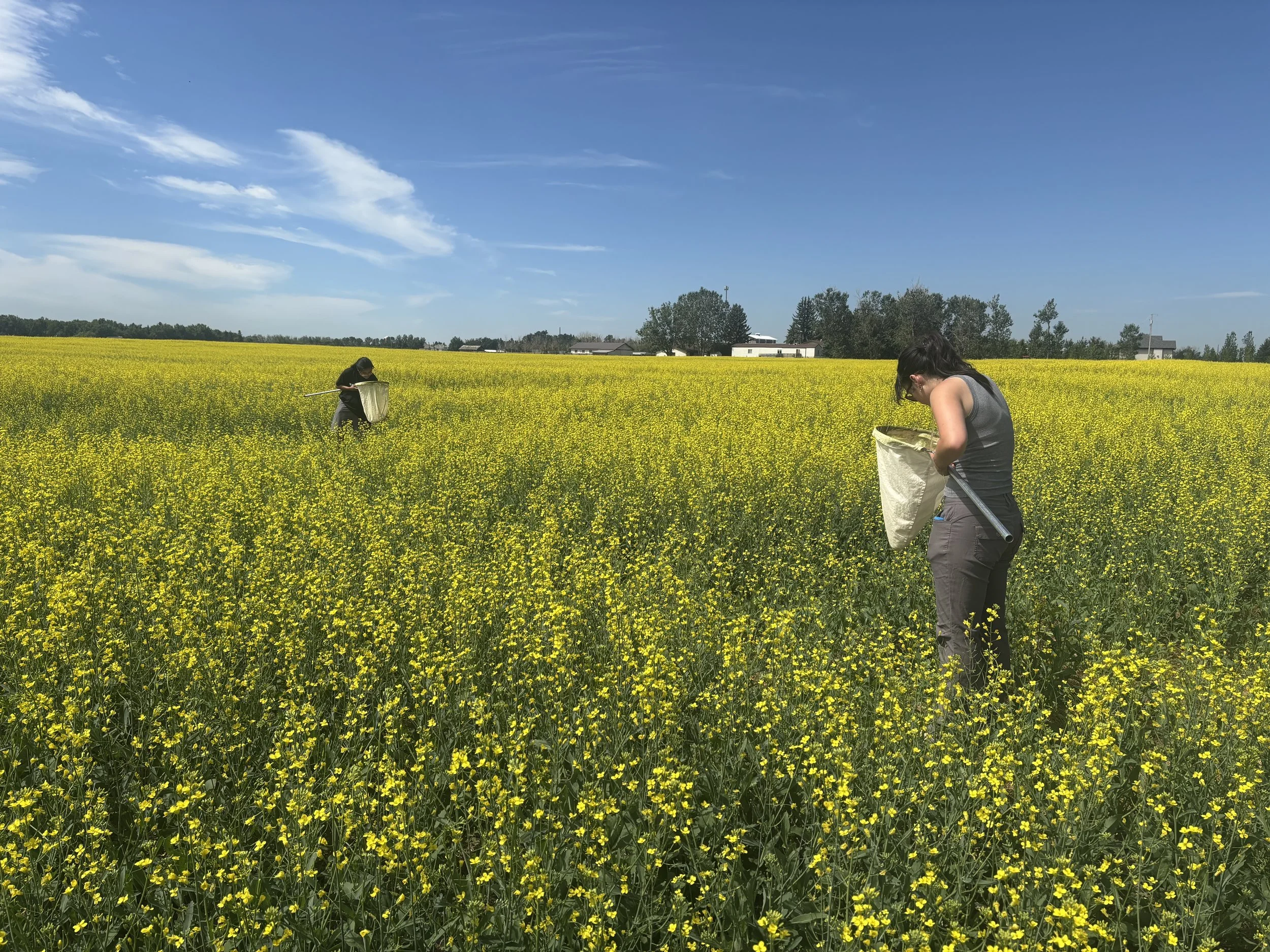 Canola field at Farming Smarter