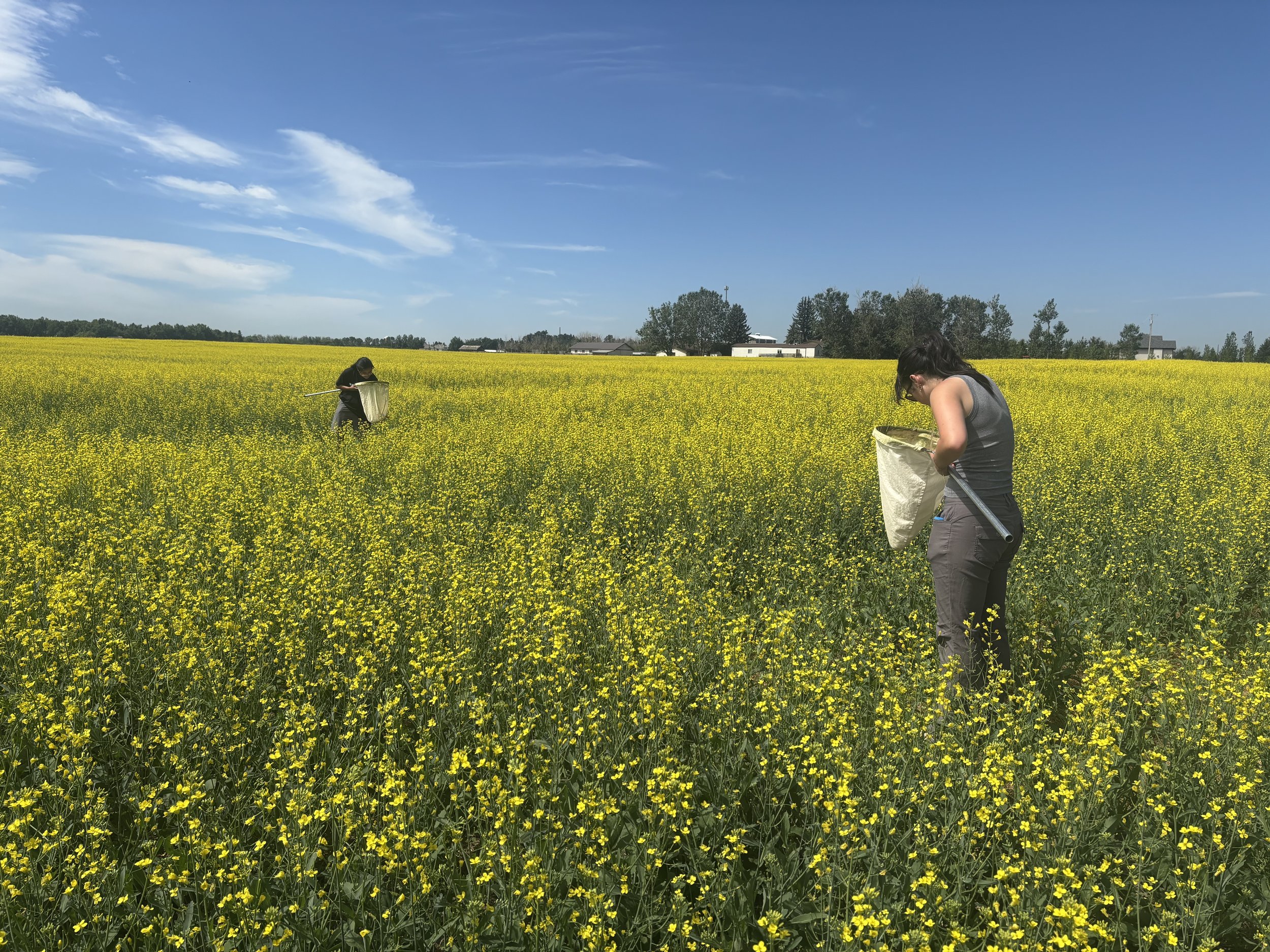 Summer Flea beetle sampling