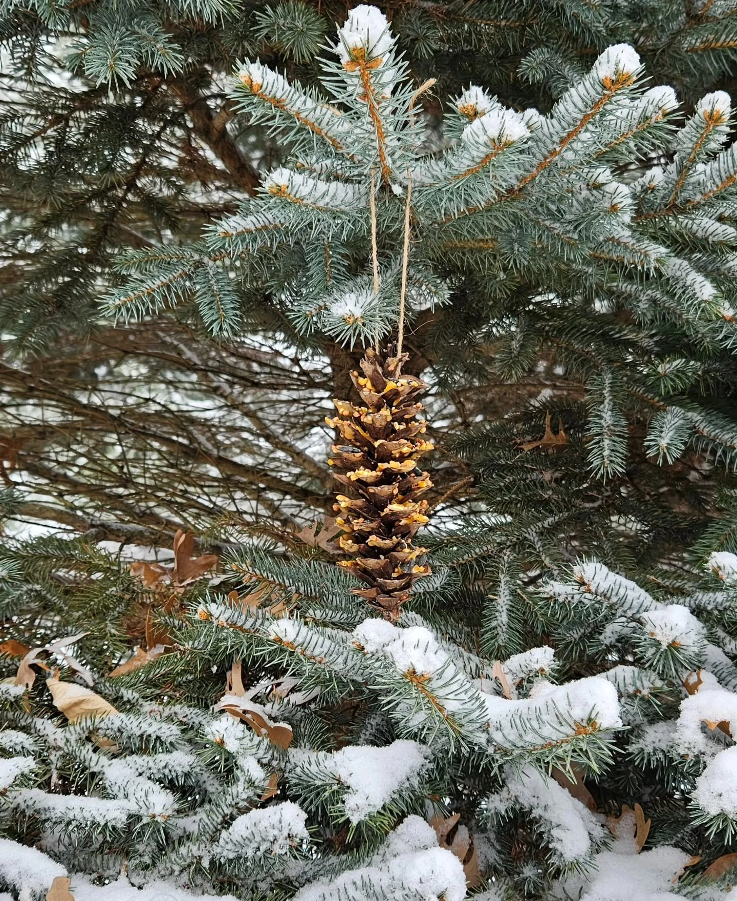 One way I connect with the seasons is through simple rituals that bring me back into connection with the world around me. 

Every year the kids and I make birdseed ornaments and decorate some of our trees. We kept it very simple this year and collect