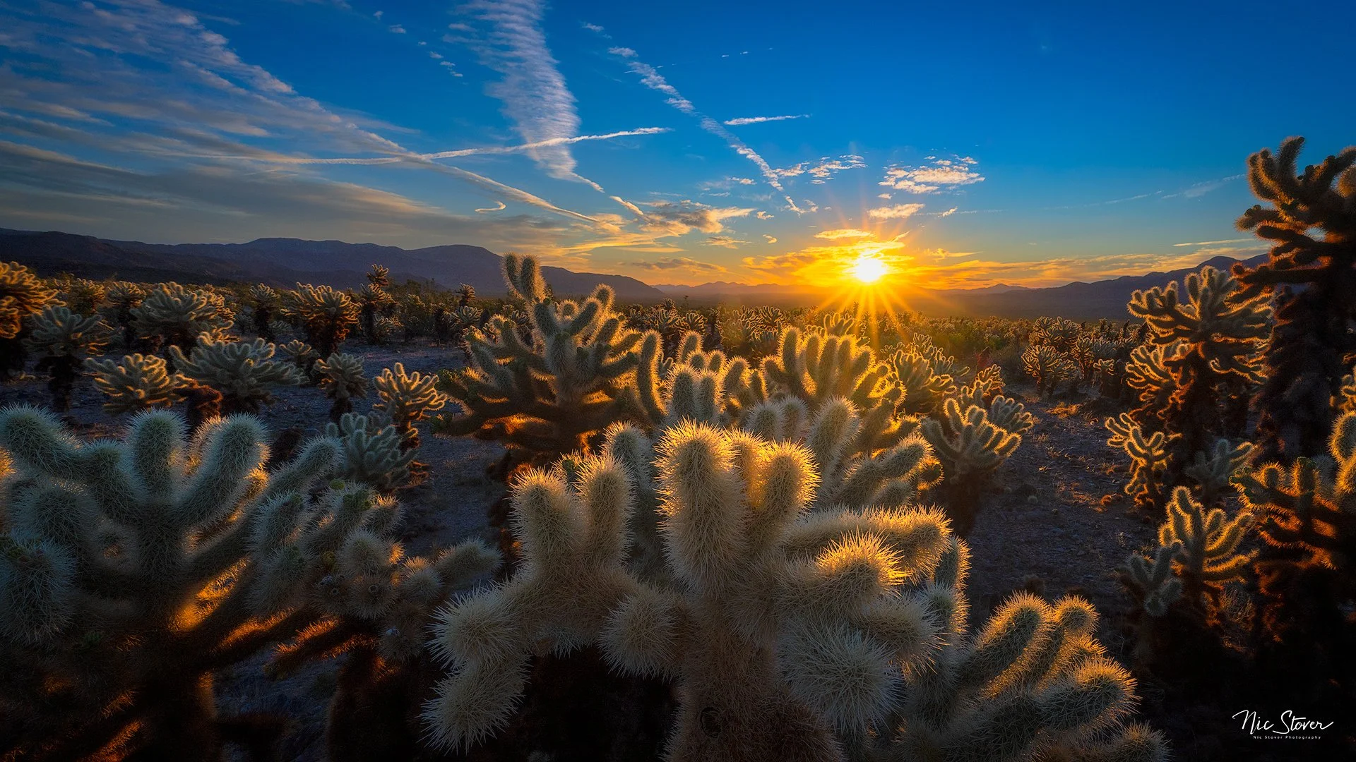 22-11-Cholla-Sunrise-sharpened.jpg