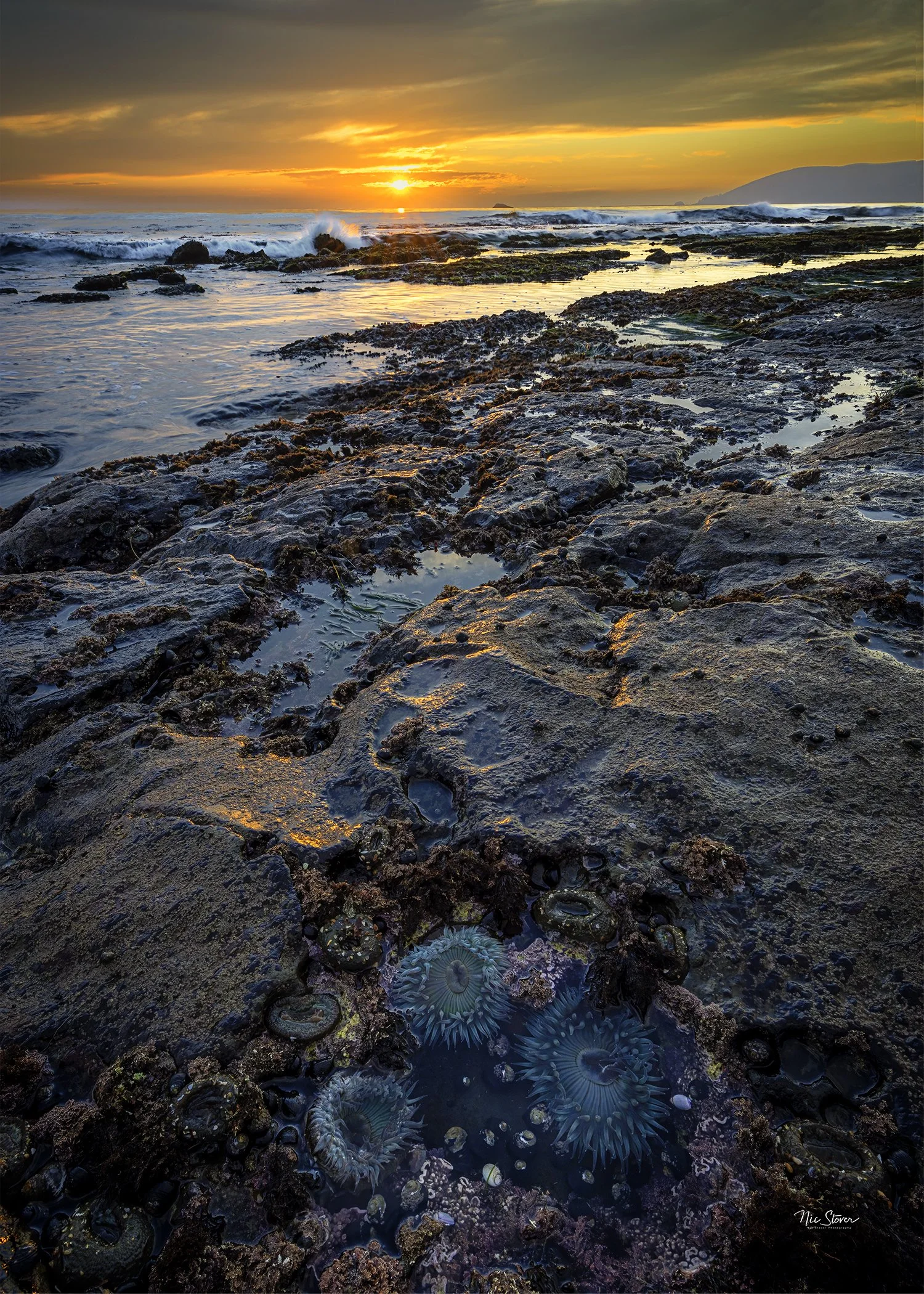 5x7-Beachcomber Anemone.jpg