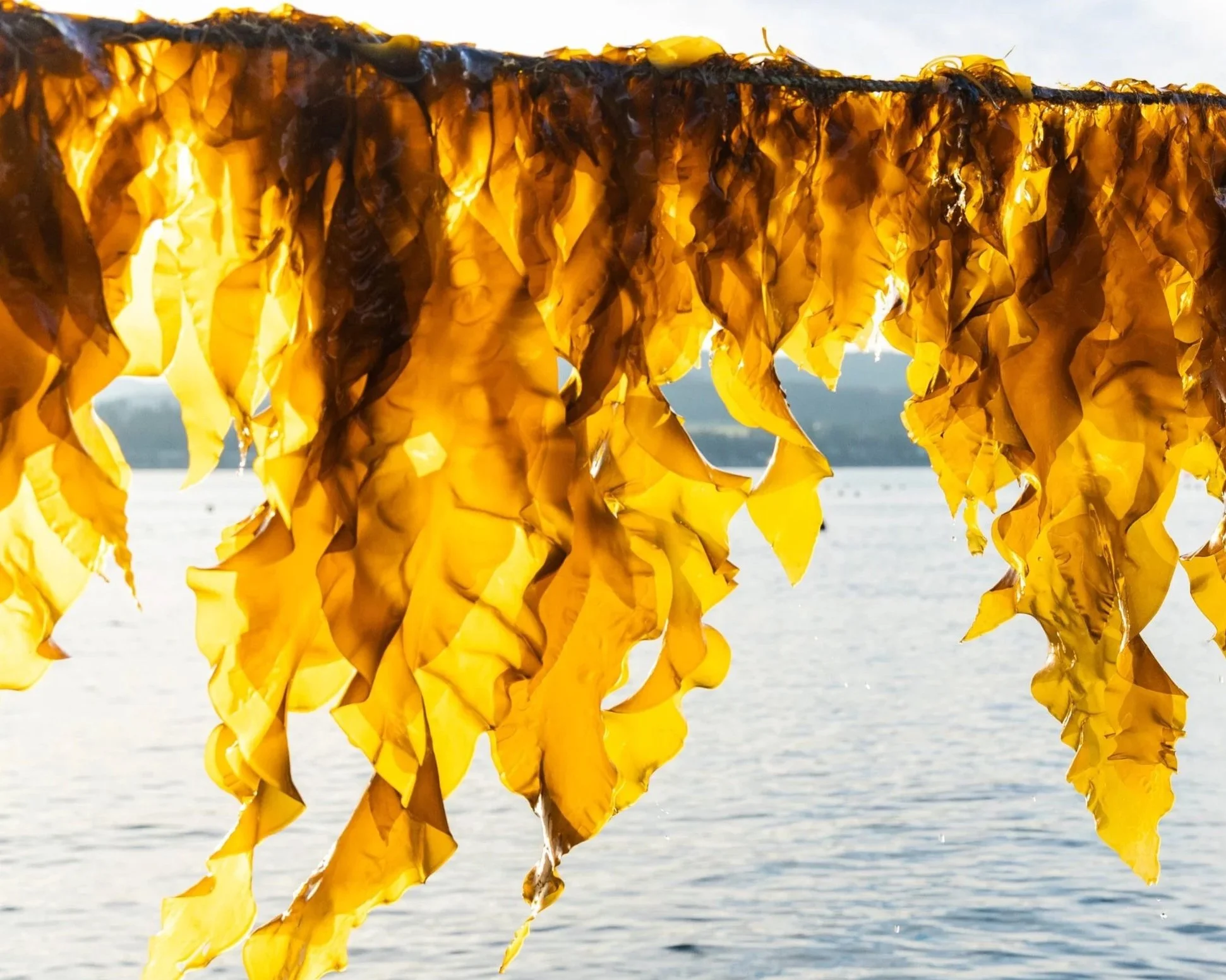Seaweed Supply Chains: Inside Fifty-Years of Industrial Cultivation