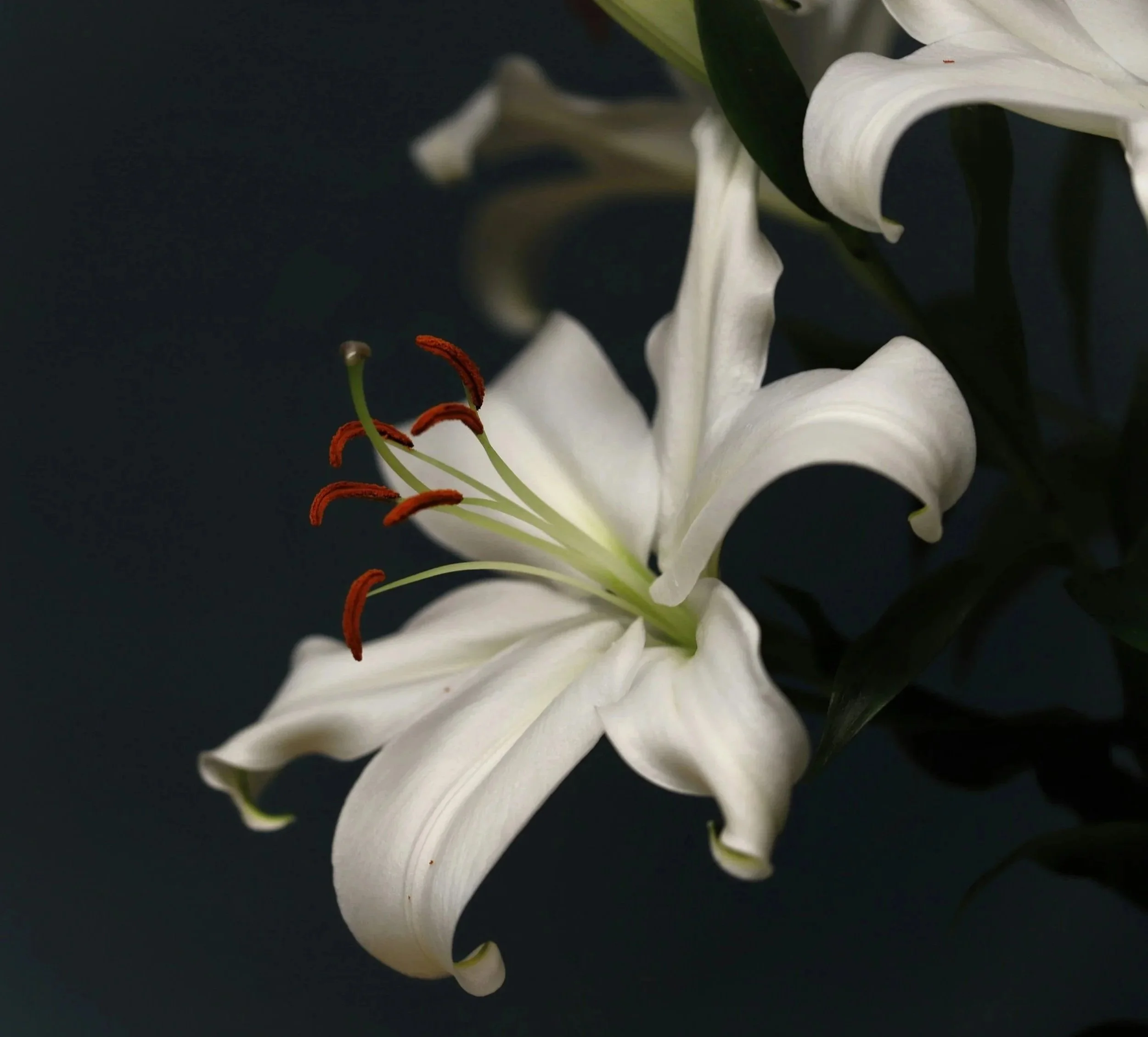 Close-up of a white lily flower with green stems and orange stamens on a dark background.