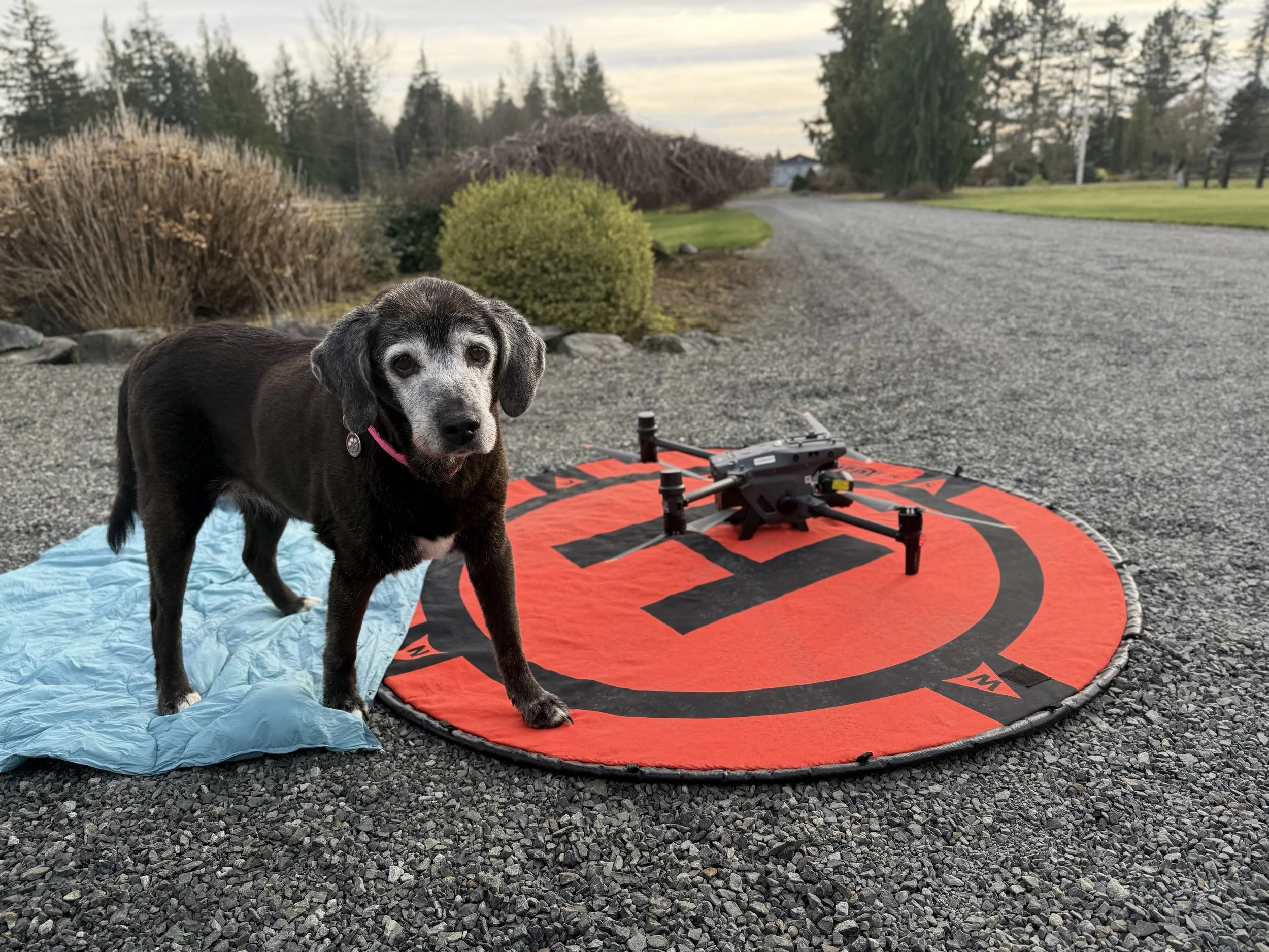 Finding Hobie — A Drone vs. A Coyote