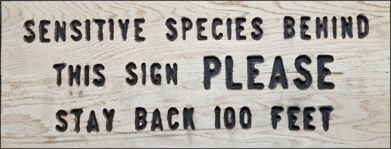 Rough Sawn Oak - Forest Wilderness Sign