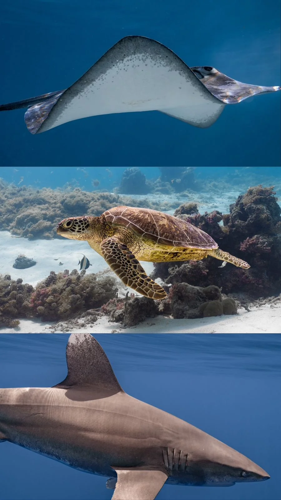 WhatsApp Image 2025-01-08 at 12.25.50 PM (1).jpeg