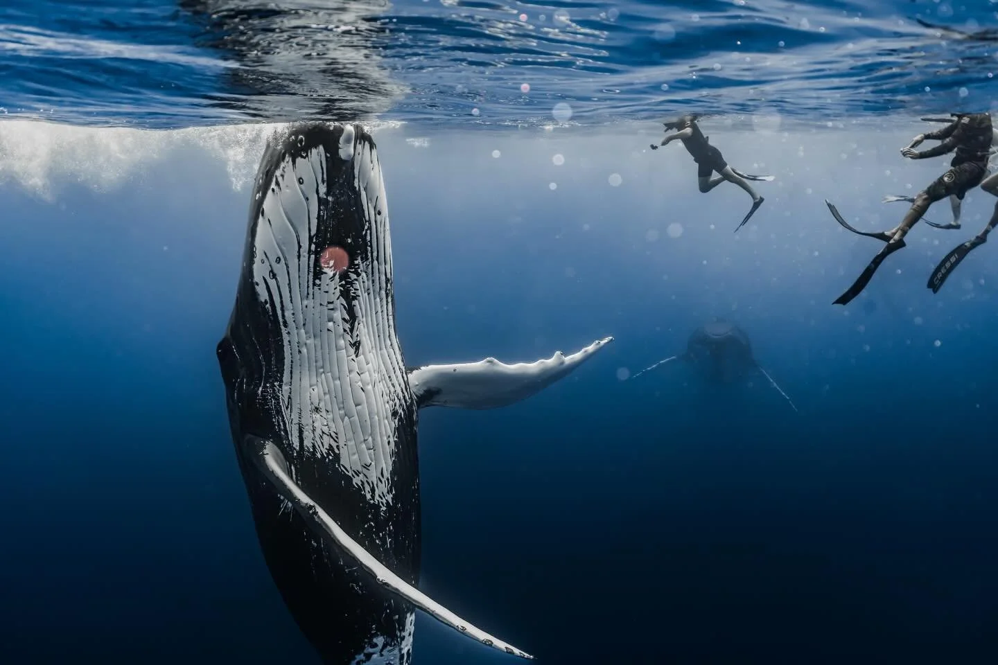 -DREAM STATE - @roamtobewild 
🤍 to 🤍 - face to face 🐋 

I&rsquo;ll never forget the magic of this day. 🪄 Three whales together yet as we observed with complete admiration, one decided to dance with us and im not sure there is a better feeling in 