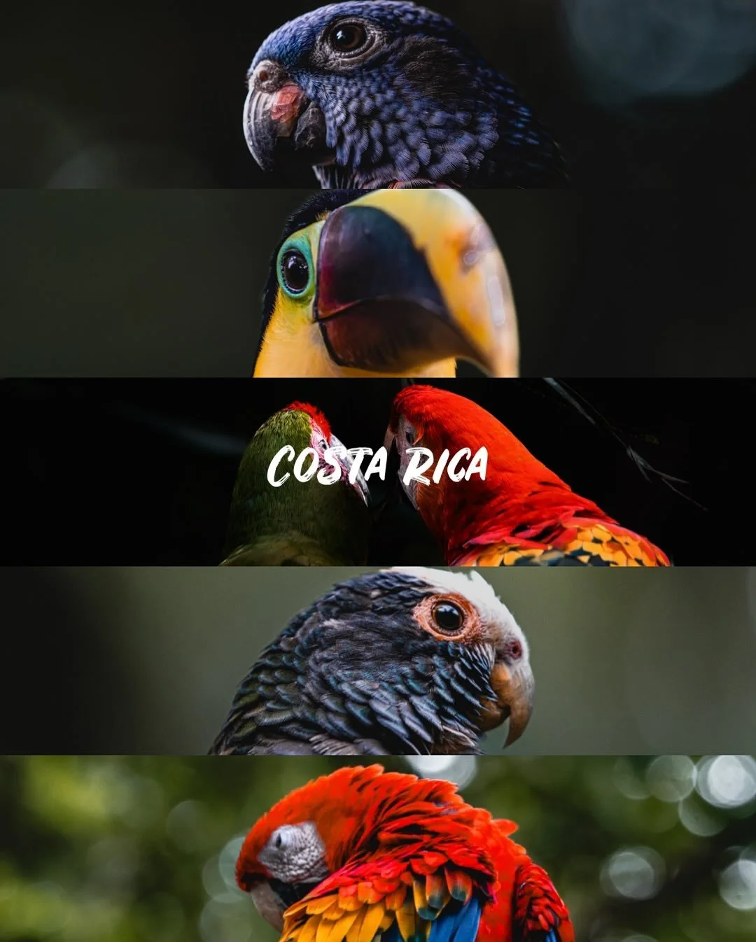 Costa Rica by land 📷 

With 6% of the planets biodiversity and its small size, it&rsquo;s a country that in parts is even more biodiverse than the Amazon. 🇨🇷 

Save this post to remember to add Costa Rica to your bucket list ✅  or join me here Mar