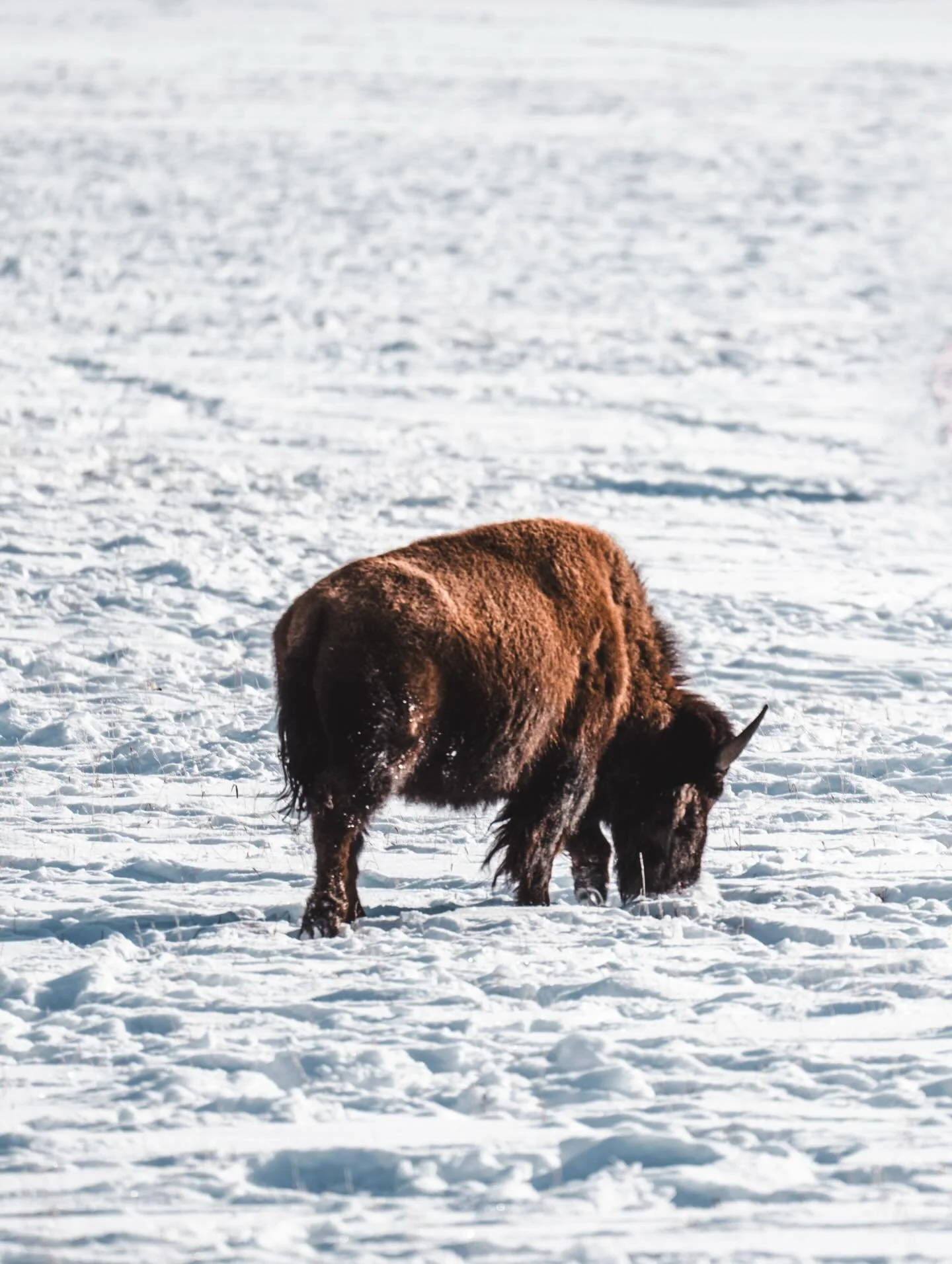 A lot of firsts for me thanks to @jacksonholeecotours 🦅 

Learned so much about the history of the land as well as the animals and the protection given to keep their populations thriving. What a beautiful example of conservation 🤩

Had to rent a le