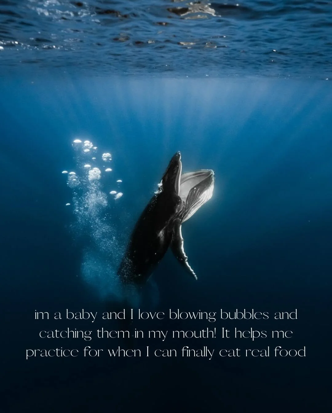 Meet Bubbles, the baby humpback who has a story to share 🐋 

Baby humpbacks are born in warm tropical waters and spend their first year in a masterclass of survival led by their mothers.

Did you know?
Rapid Growth: Calves drink up to 100 gallons of