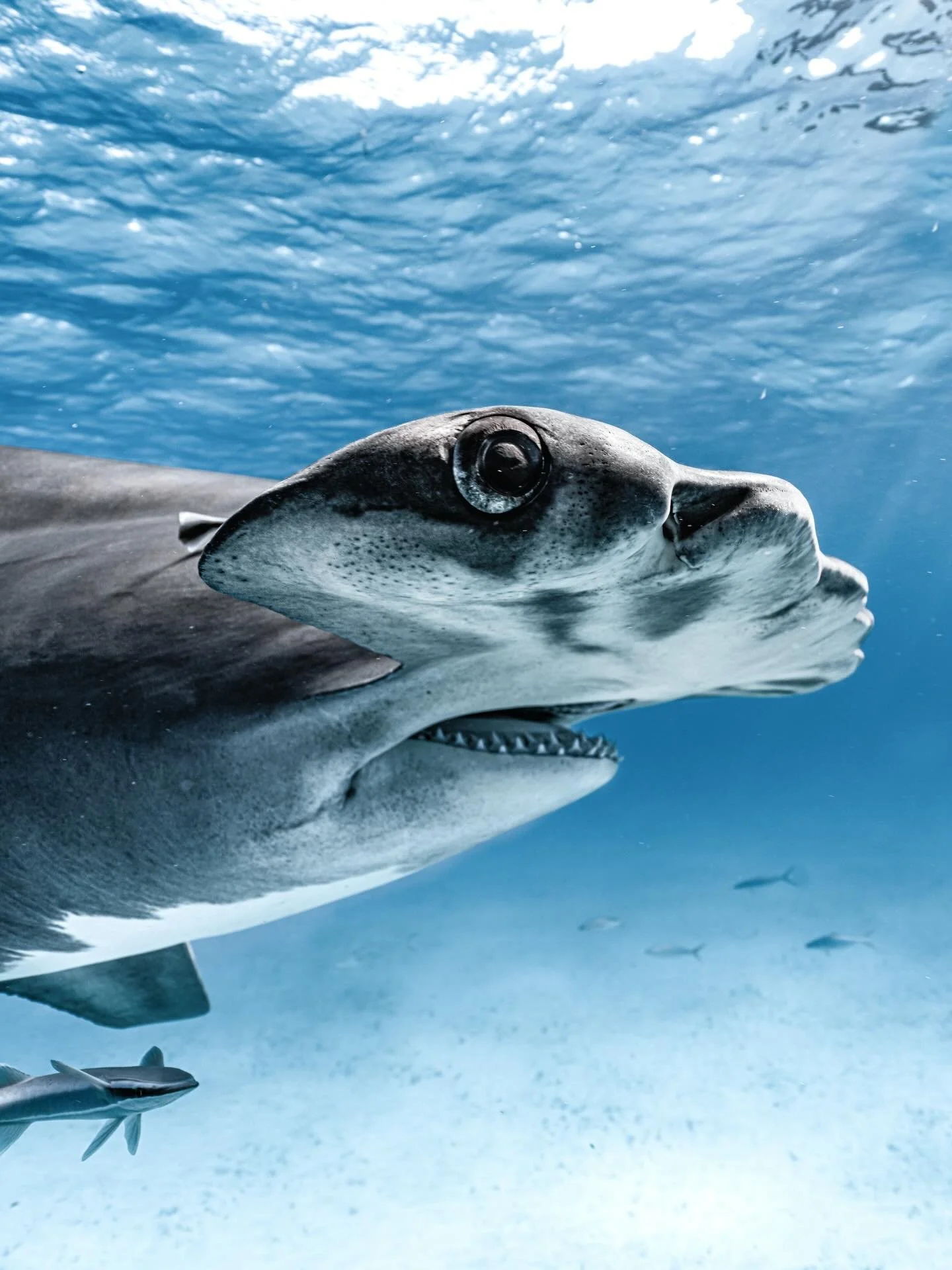 ILY 🤍

#underwater #ocean #sharks #photography #uwphotography