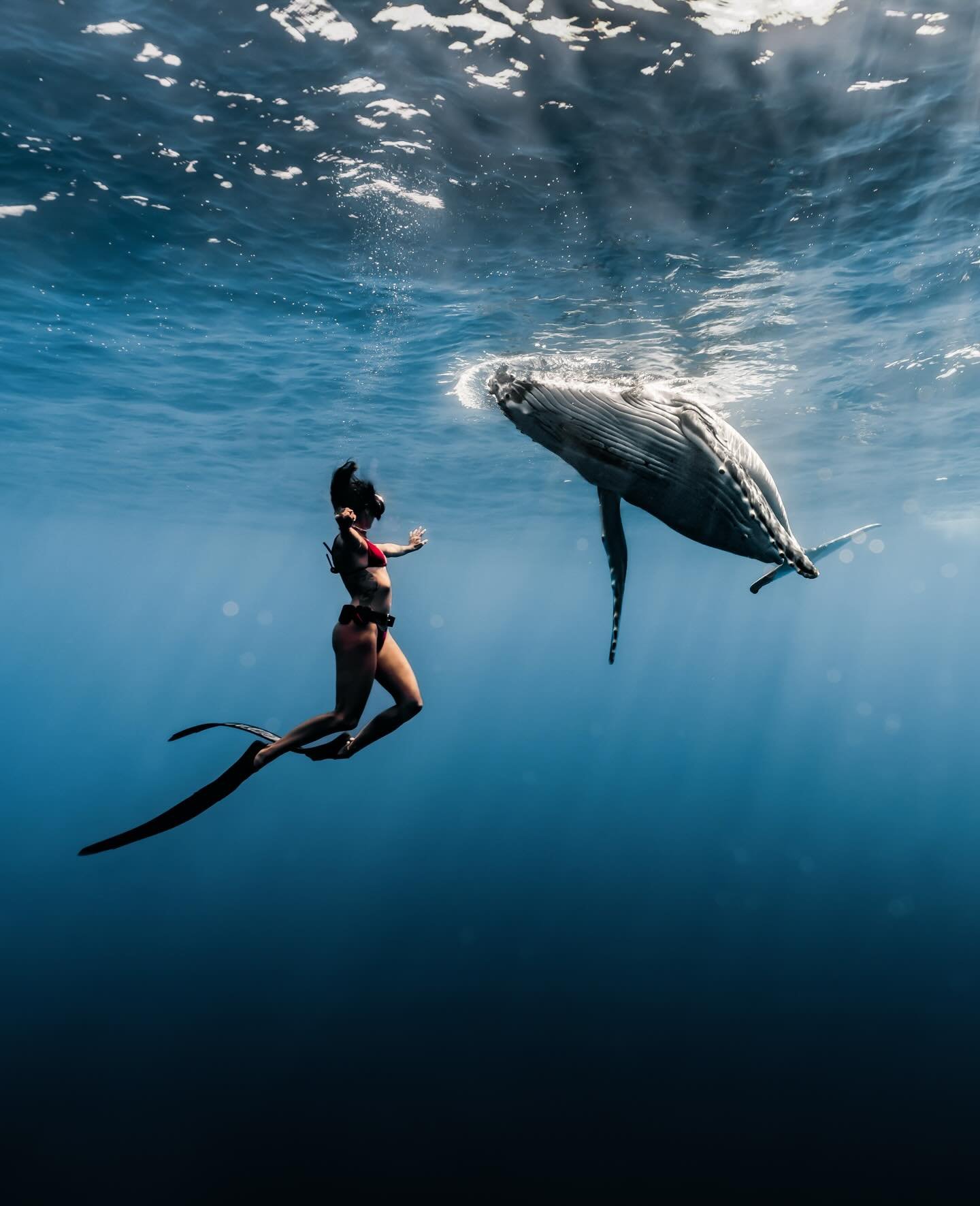 POV- you start chasing moments that leave you in awe ✨

Who&rsquo;s ready for life changing adventure? 
Limited spots Sept/Oct 2026

#whales #oceanaddict #exploremore #ocean #freediving