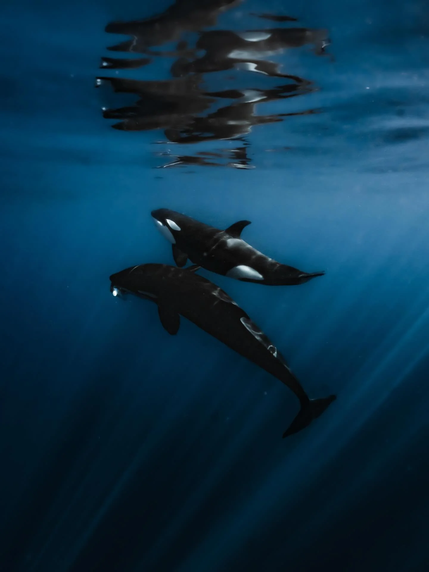 The aquarium of the world 🌎 
-be sure to check out the last frame to see the orcas playing with their catch 🐢 

Baja is pure magic 🪄 💎 endless blue, wild coastlines, and ocean encounters you&rsquo;ll never forget. 🐋🌊 From swimming alongside mar