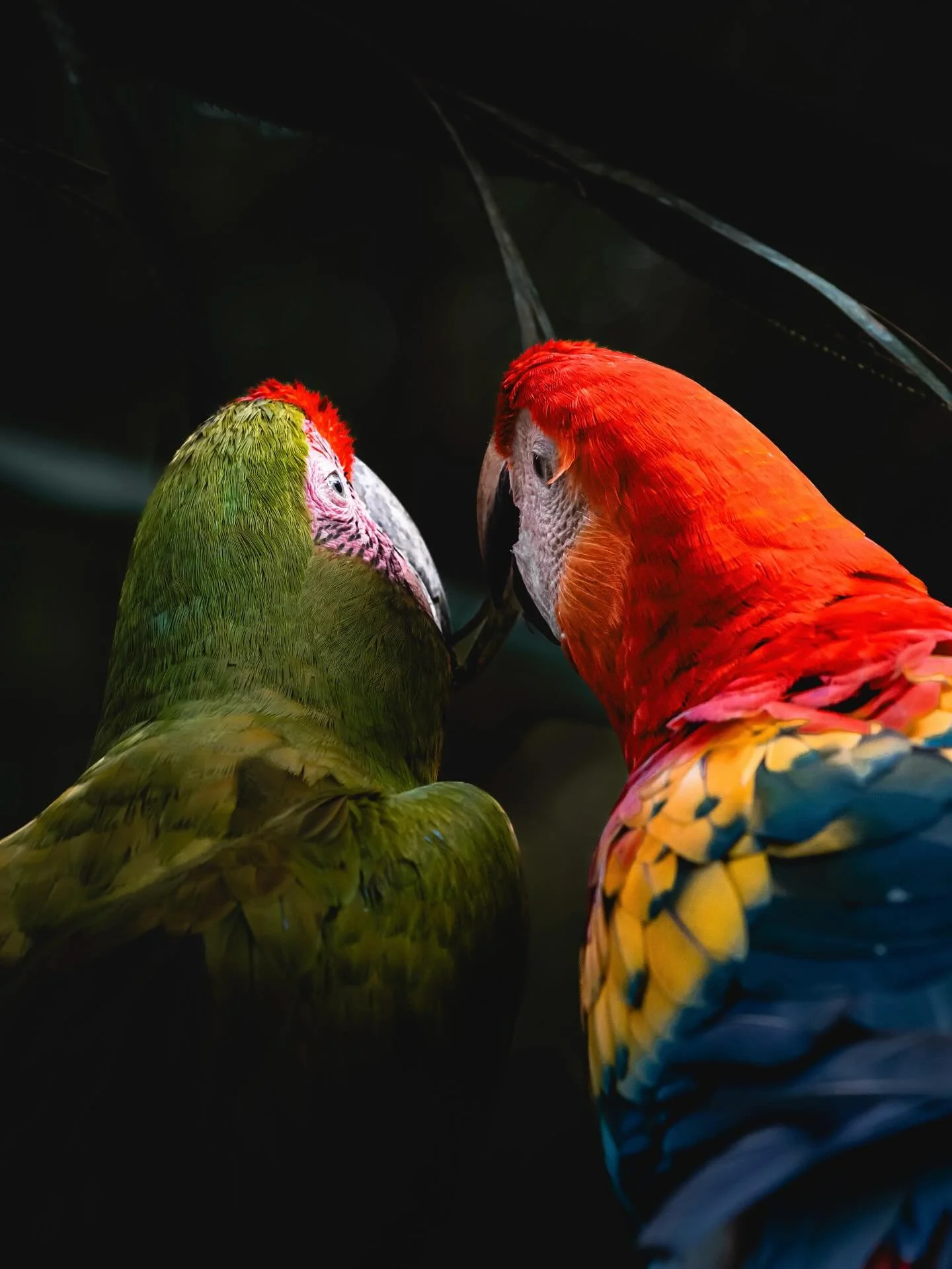 Love is in the air 🤍

If you&rsquo;re interested in exploring Costa Rican wildlife, be sure to join our surf salsa and soul retreat June 1-8 🦜🌺🦥 

I feel so grateful that we get to experience the macaws almost daily in Costa Rica- wild and free. 