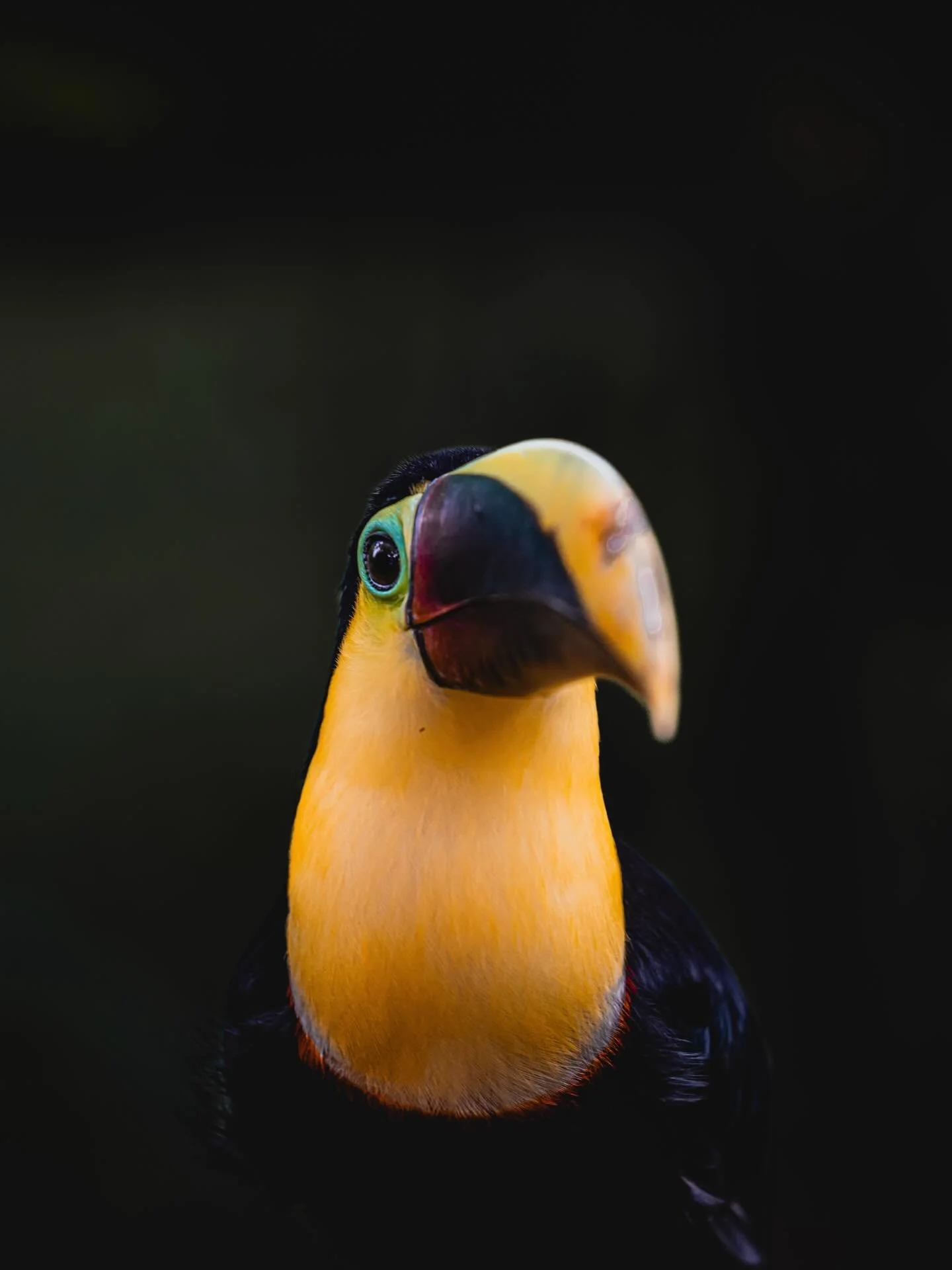 Is any other country better for wildlife? 🇨🇷 

If your at that age where all of a sudden your fascinated by birds then save this post to remember to visit Costa Rica or just join me there June 1-8 for an epic adventure and other rad humans 🍃 

#co