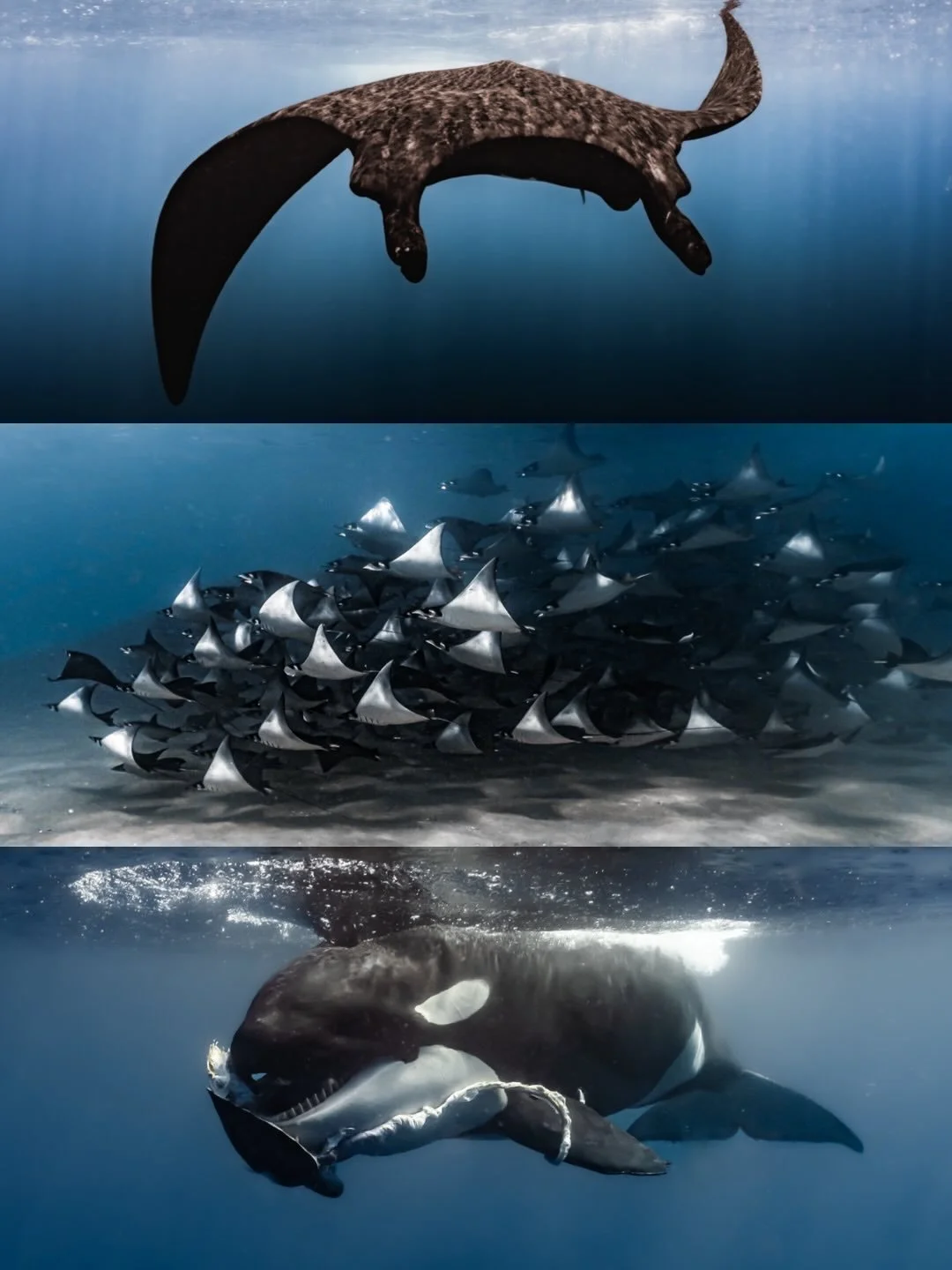 If you ever dreamt of having a mind blowing ocean encounter - then this is your chance 🧜&zwj;♀️🧜&zwj;♂️

This unique place is known as the aquarium of the world and rightfully so. Spending the day on the water is a magical experience bc you never k