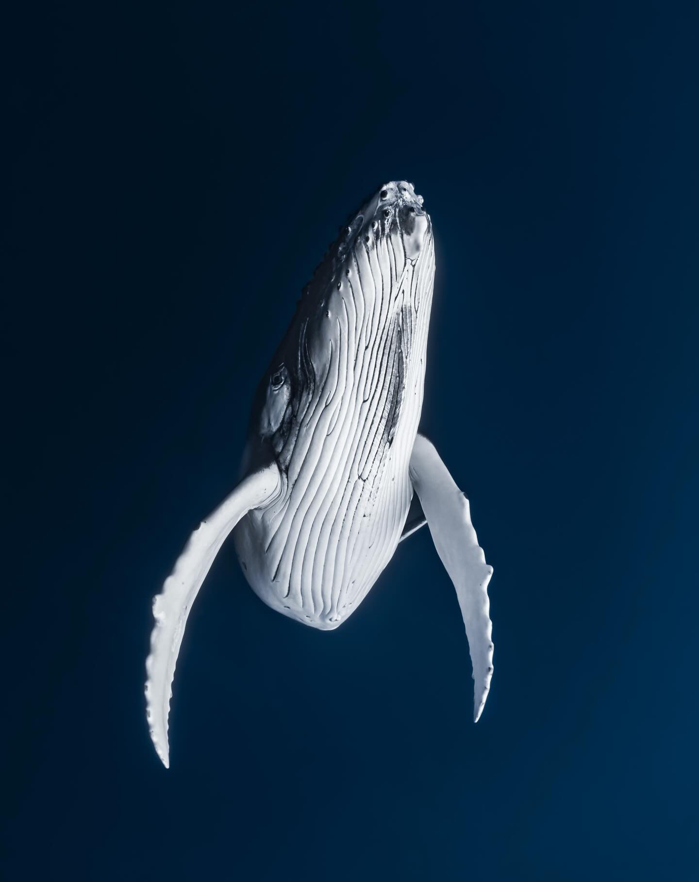 Some of my favorite whale shots over the years! 

There&rsquo;s something ancient about being in the presence of such expressive and beautiful  animals 🐋 the connection feels so deep, so pure 🥰 When they dance, when they play, when they seek eye co