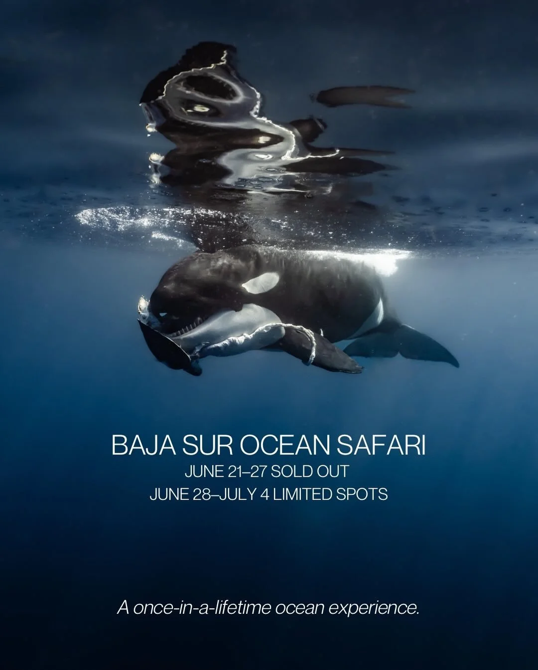 The magical waters of Baja California Sur 🫍 

You never know what you will encounter but everyday is magical ✨

This is the last chance to join me for a 1 week long ocean adventure 🧜&zwj;♀️ 🧜&zwj;♂️ 

Small group dynamic, belly laughs, epic ocean 