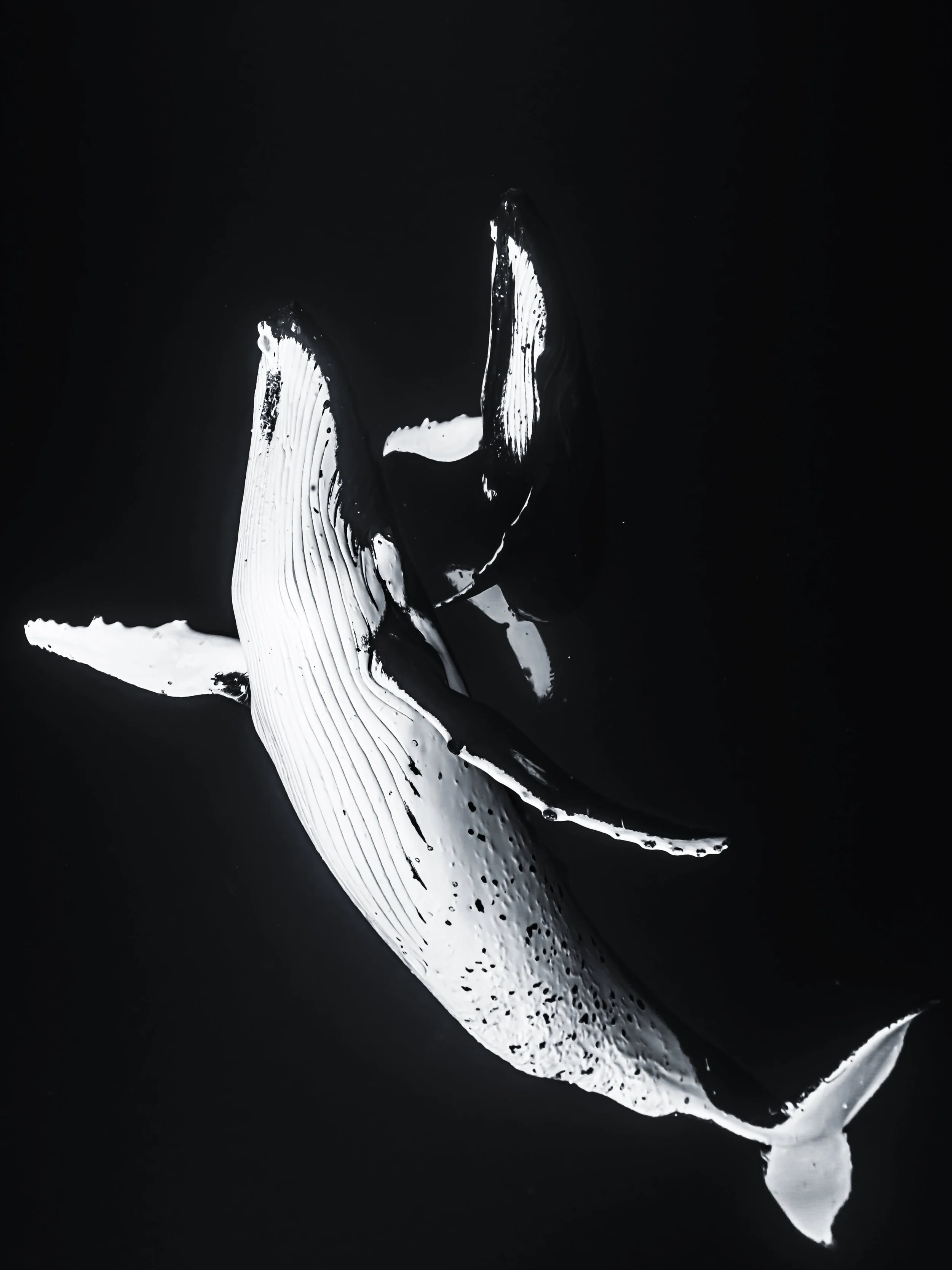 Black and white series of humpback whales 🐋 

Watching them dance in front of you is such a beautiful, heart opening experience that can leave you in tears. Such beauty and grace 🤍

If this is a dream for you, DM for details on how to join for a we