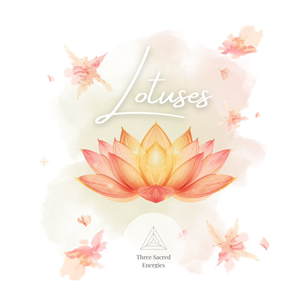 Lotuses
