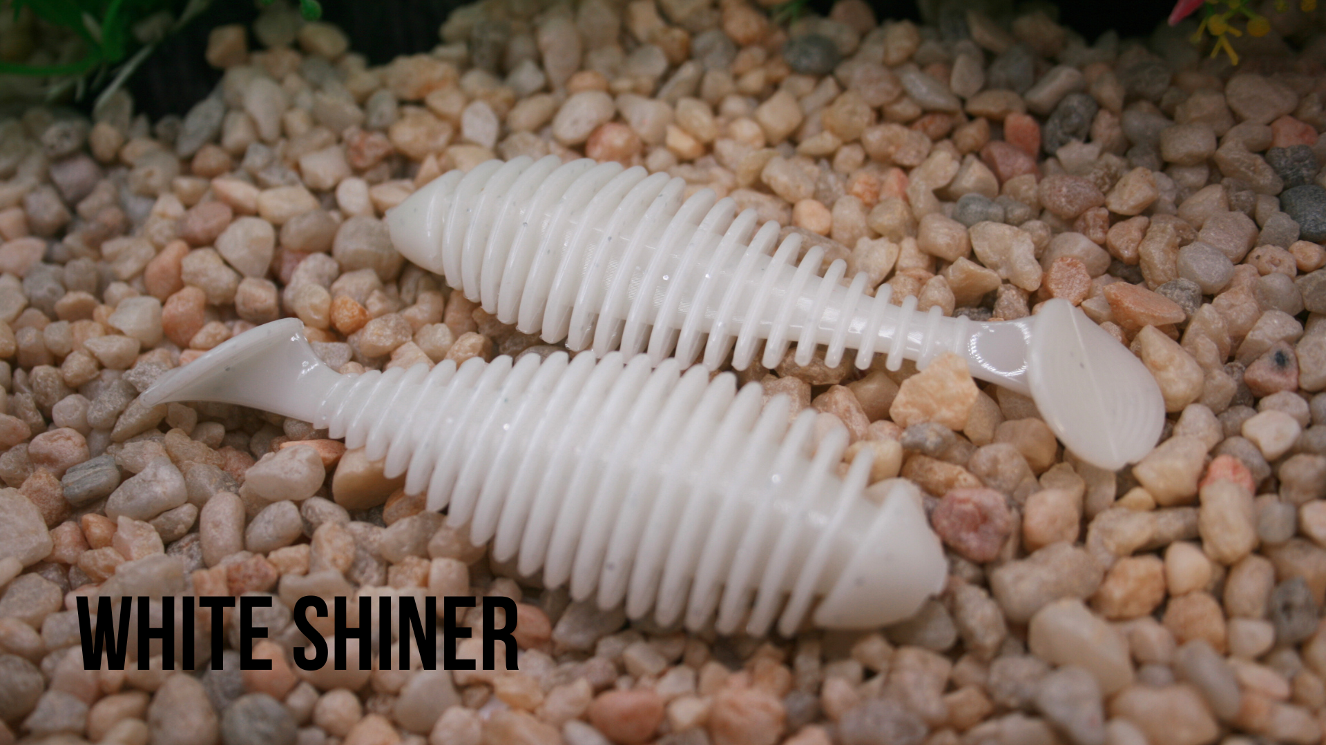 3.8_ Wiggle White Shiner.png