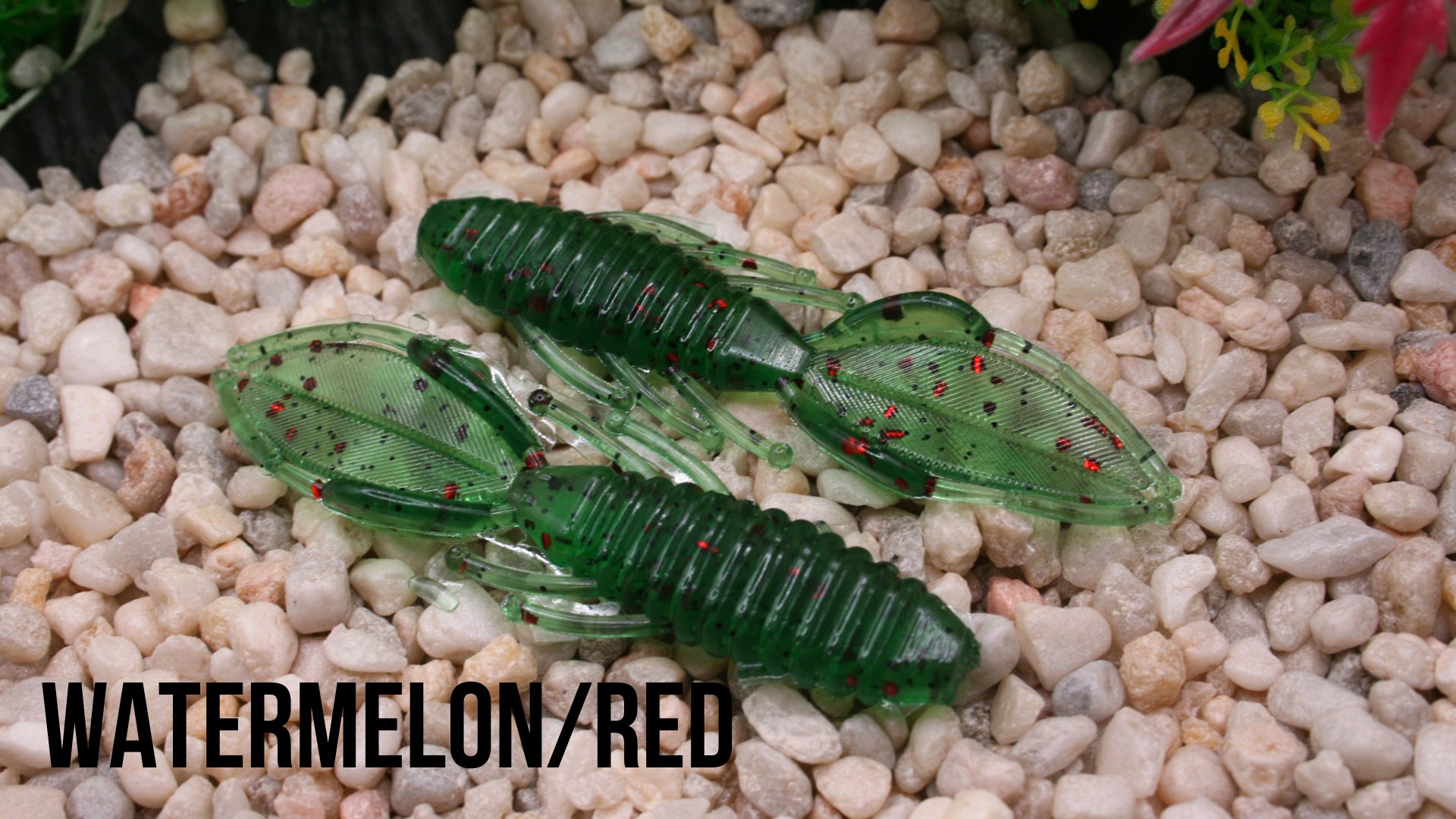 3.25_ Beetle Bug Watermelon_Red.png
