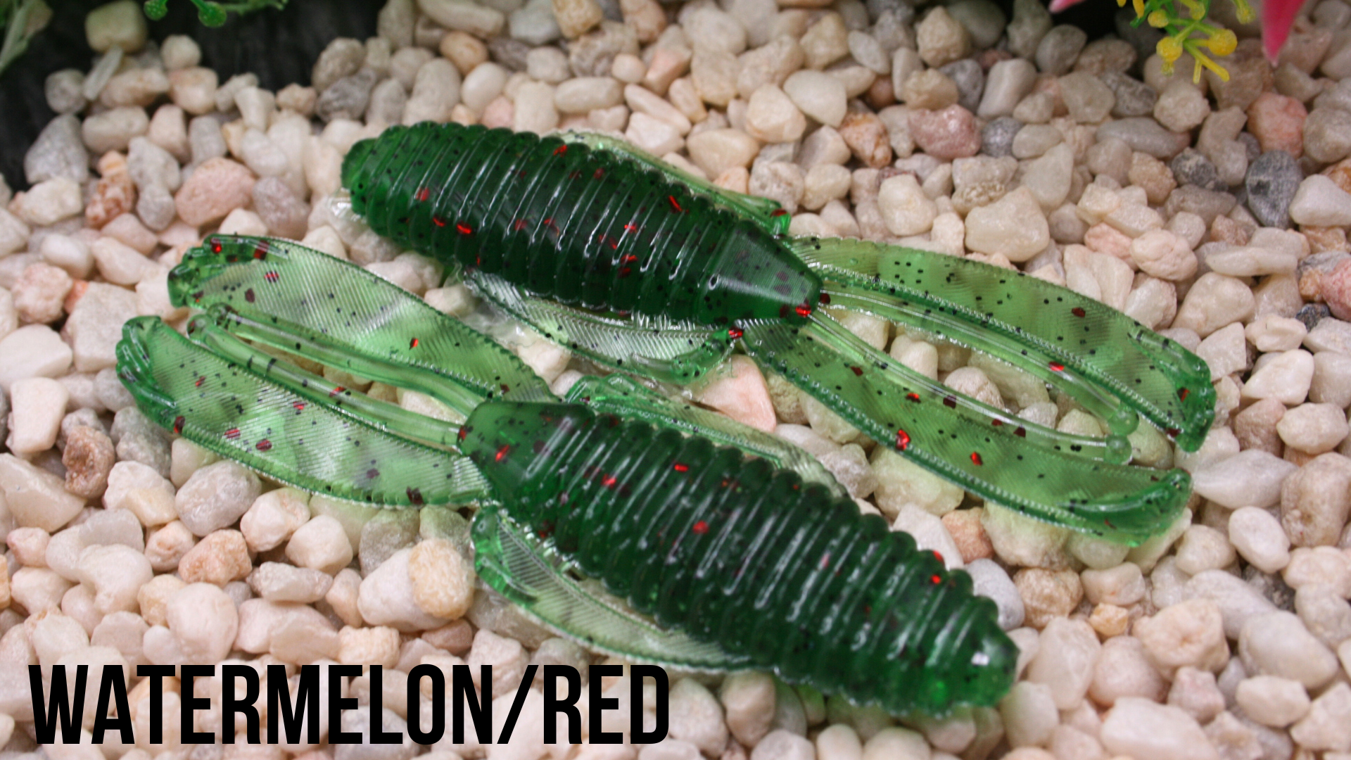 4_ Earwig Watermelon_Red.png