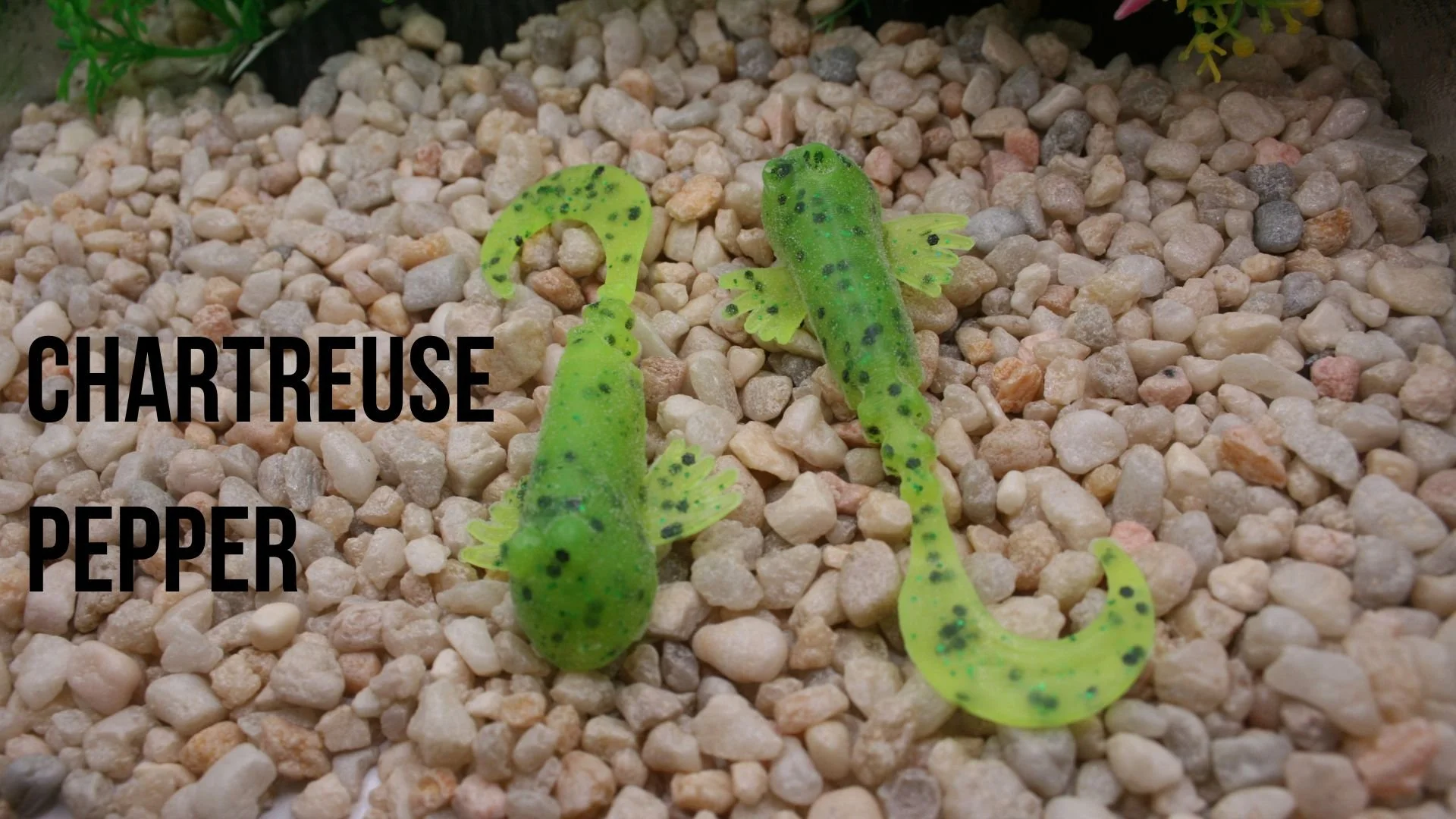 3.25 Goby chartreuse pepper.jpg