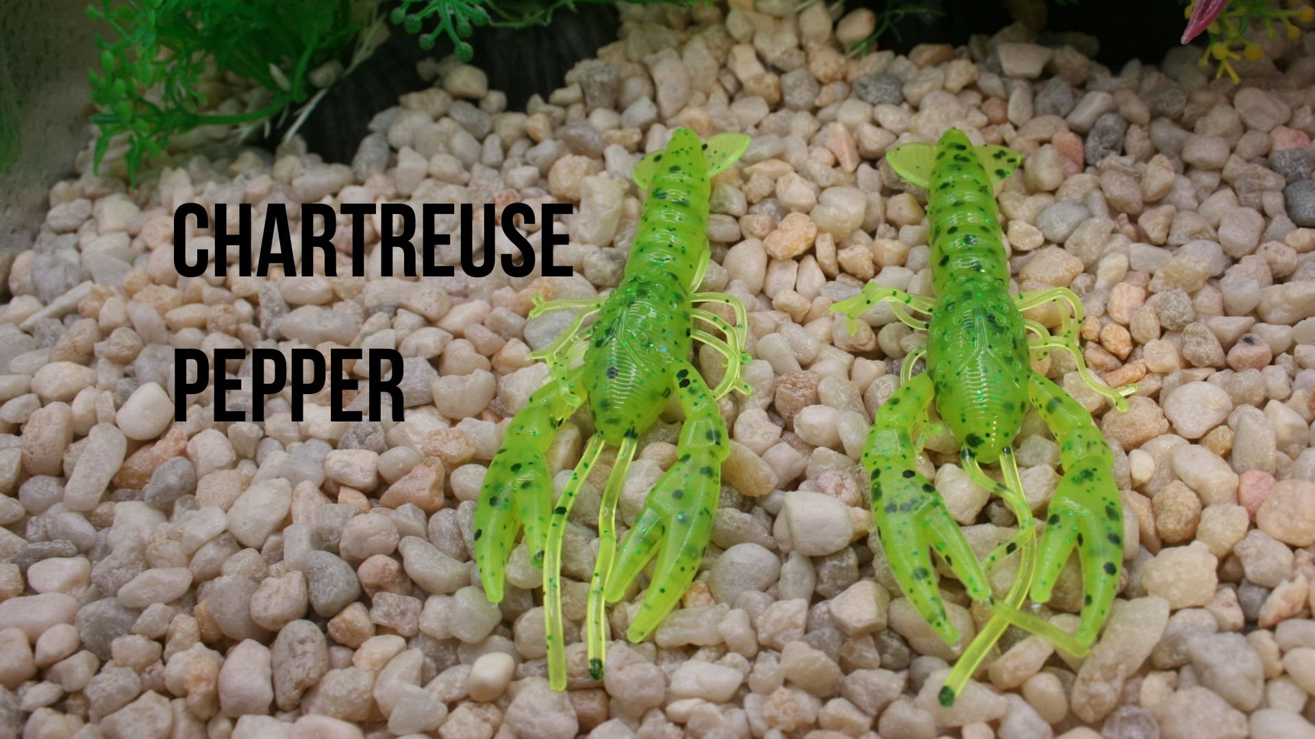 lobster claw chartreuse pepper.jpg
