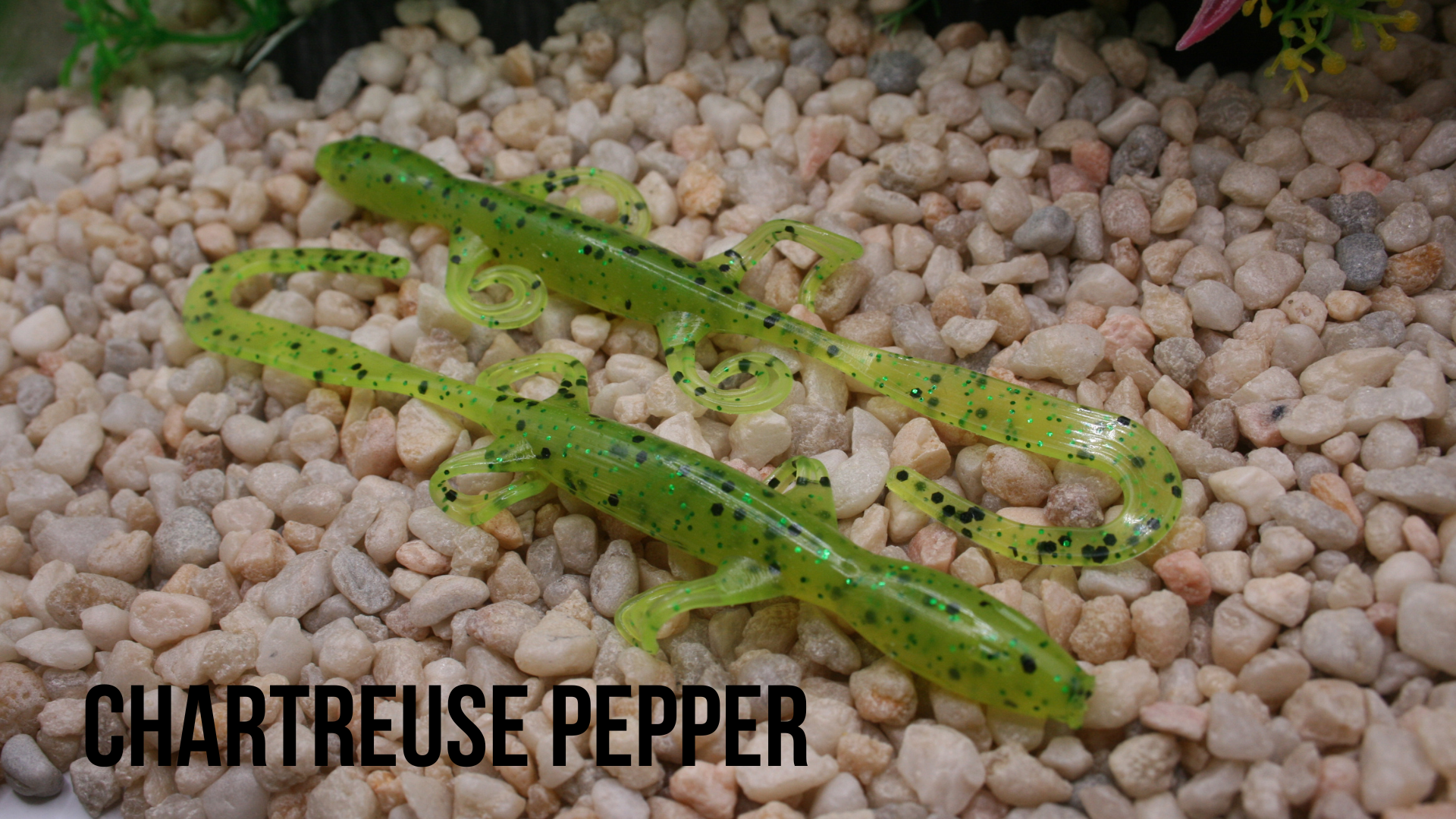 6_ Lizard Chartreuse Pepper.png